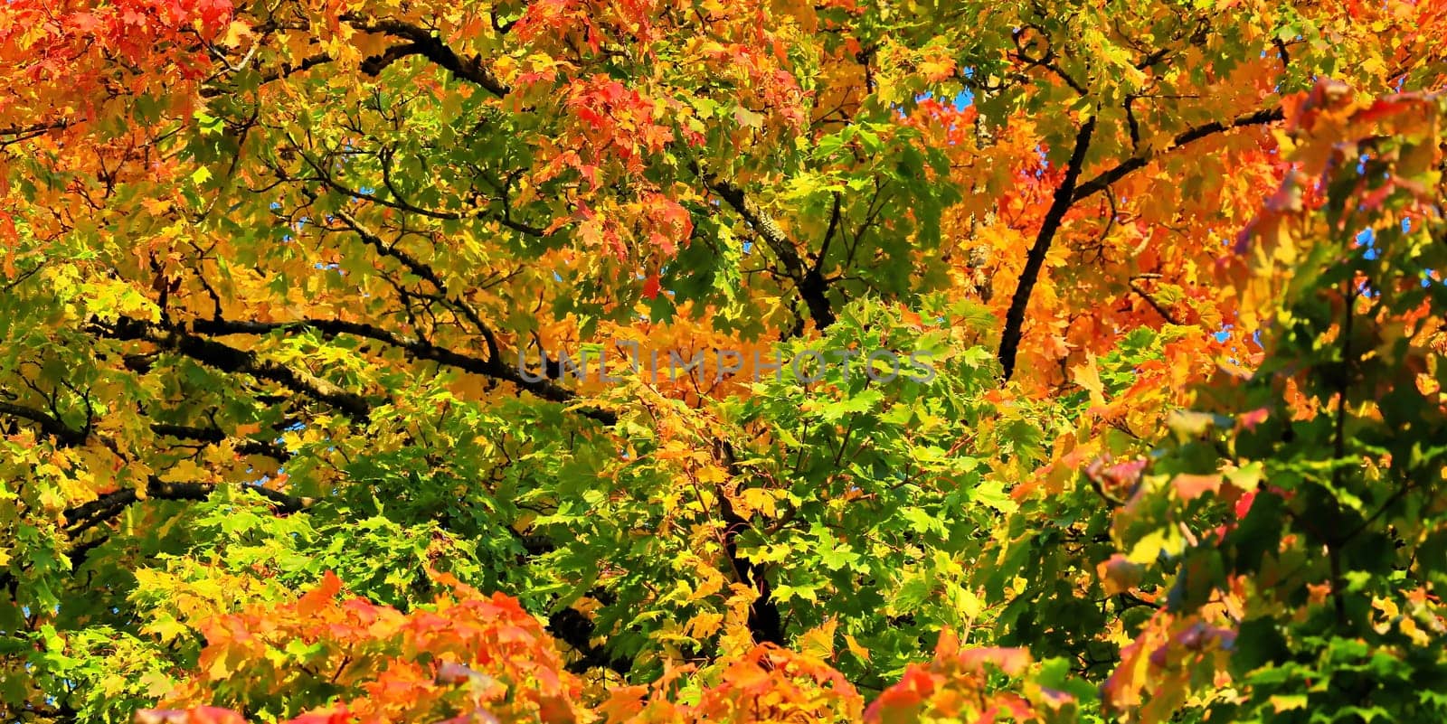 Autumn colors as background against blue sky
