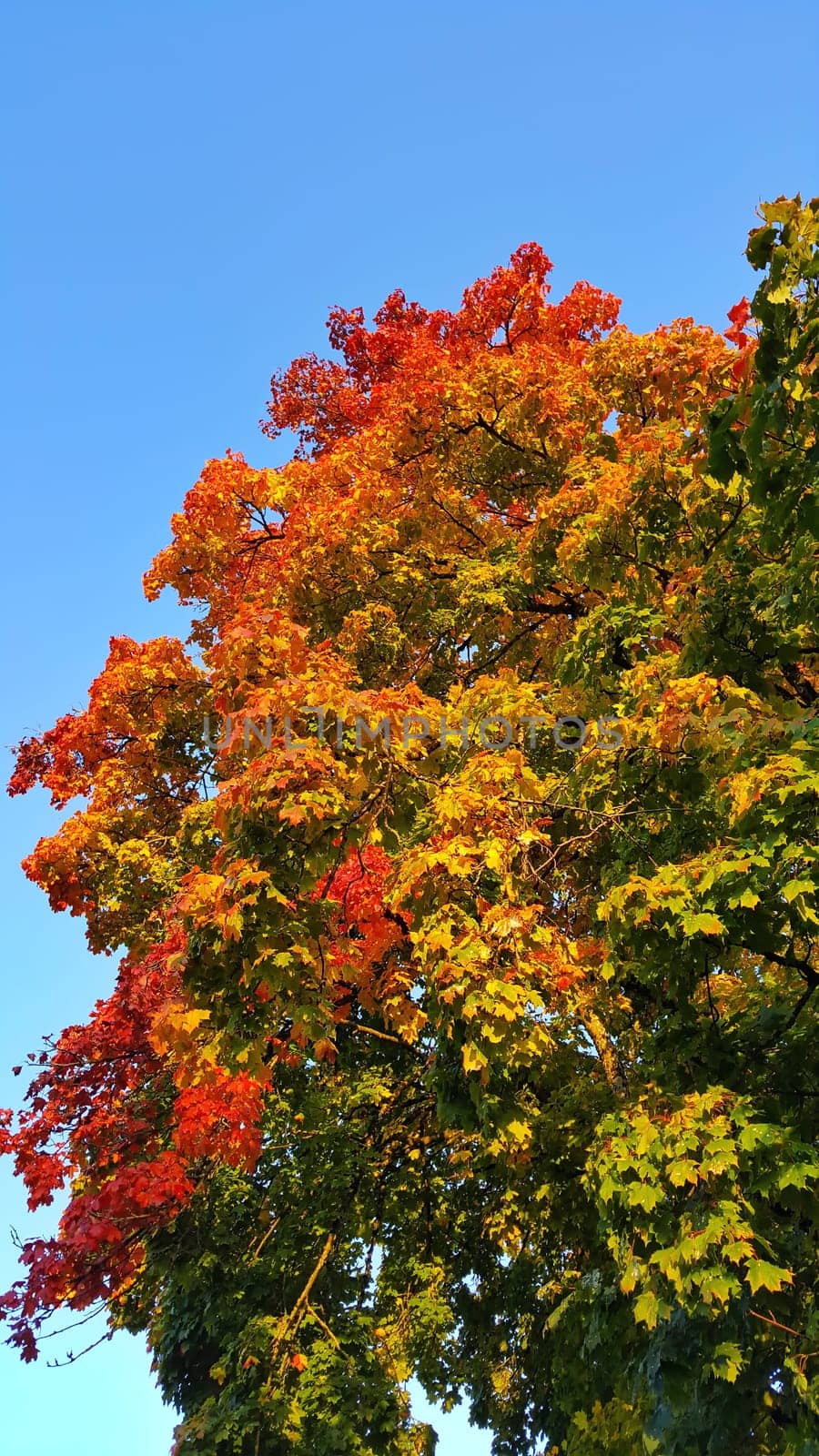 Autumn colors as background against blue sky