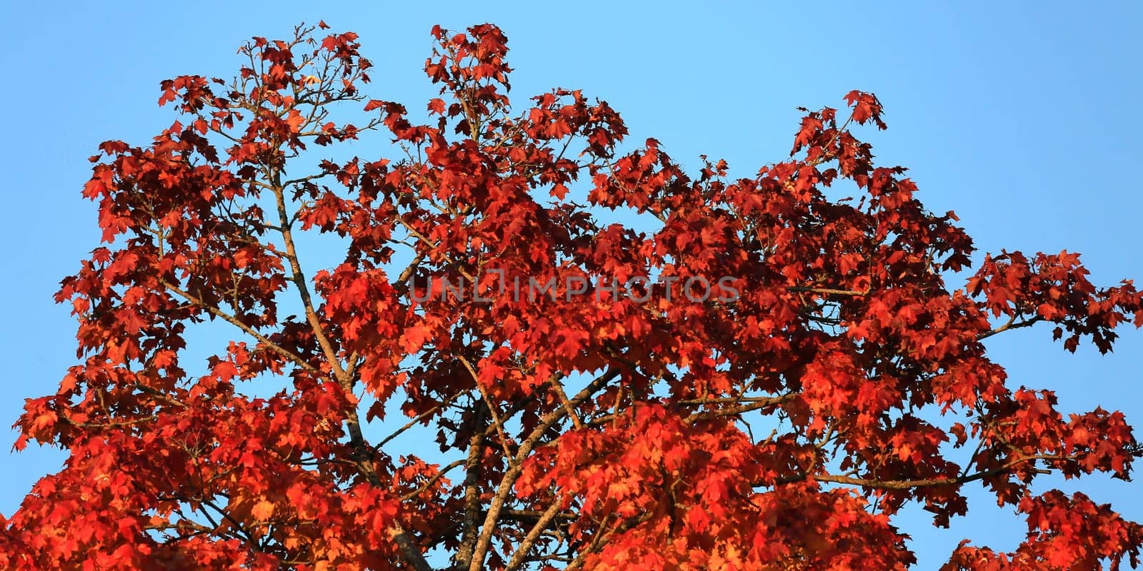 Autumn colors as background against blue sky