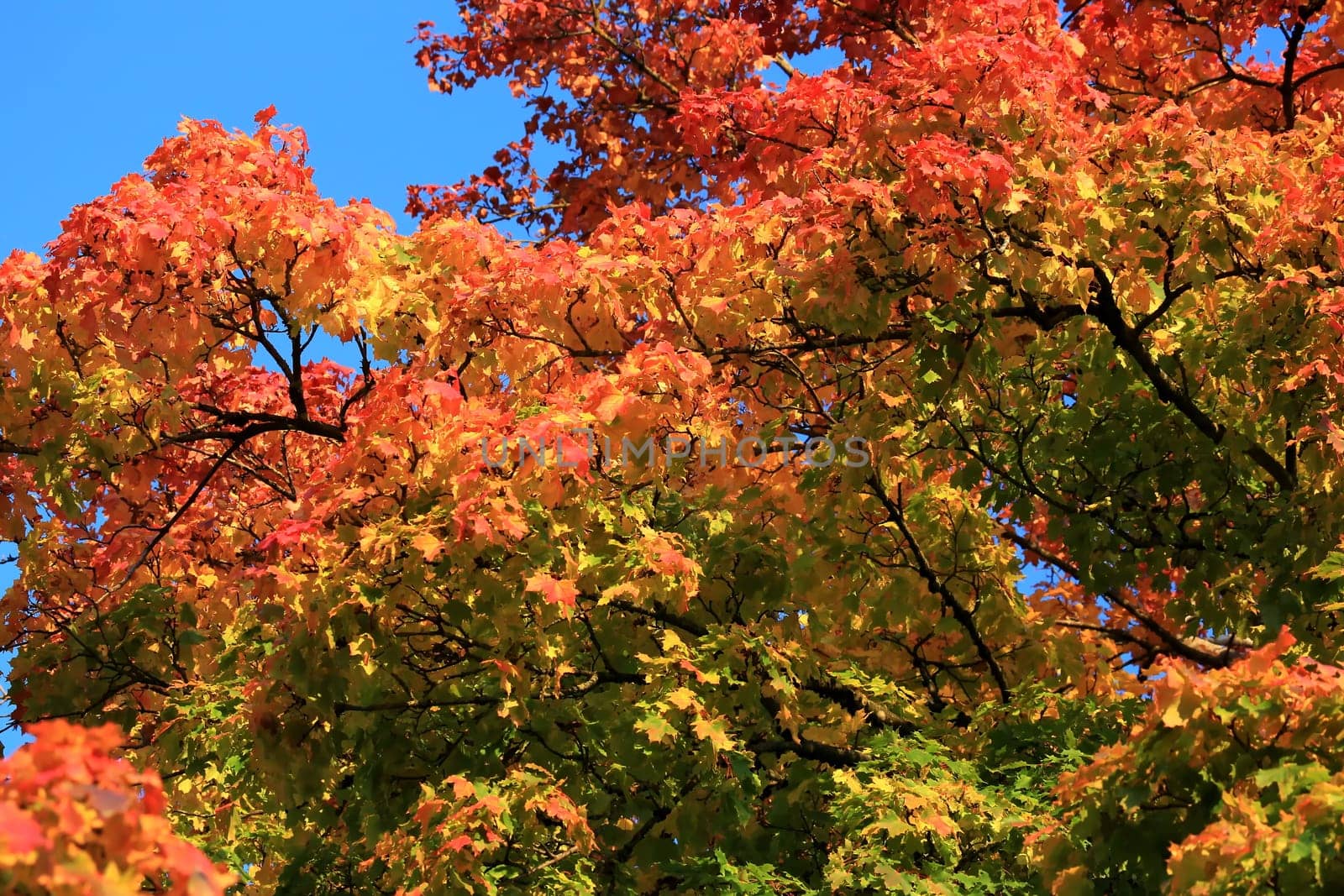 Autumn colors as background against blue sky