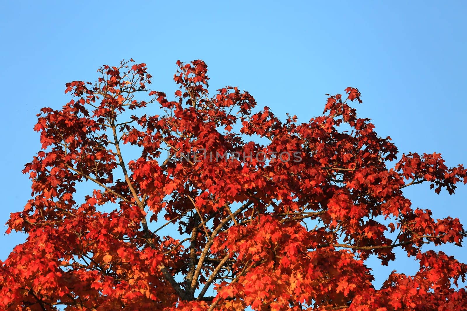 Autumn colors as background against blue sky