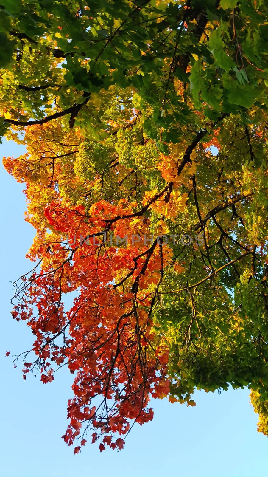 Autumn colors as background against blue sky