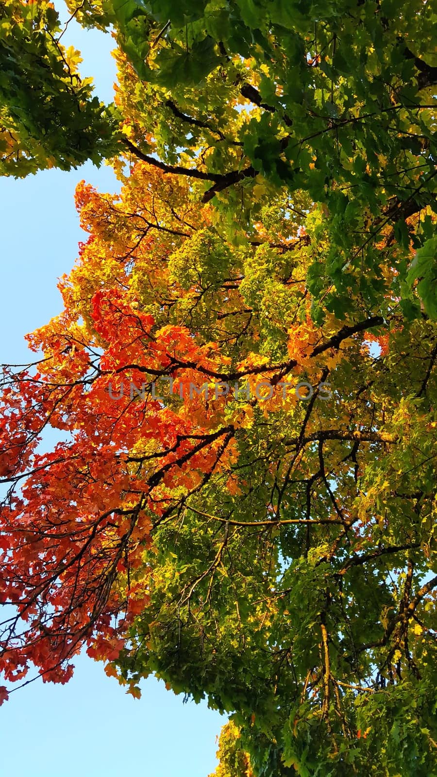 Autumn colors as background against blue sky