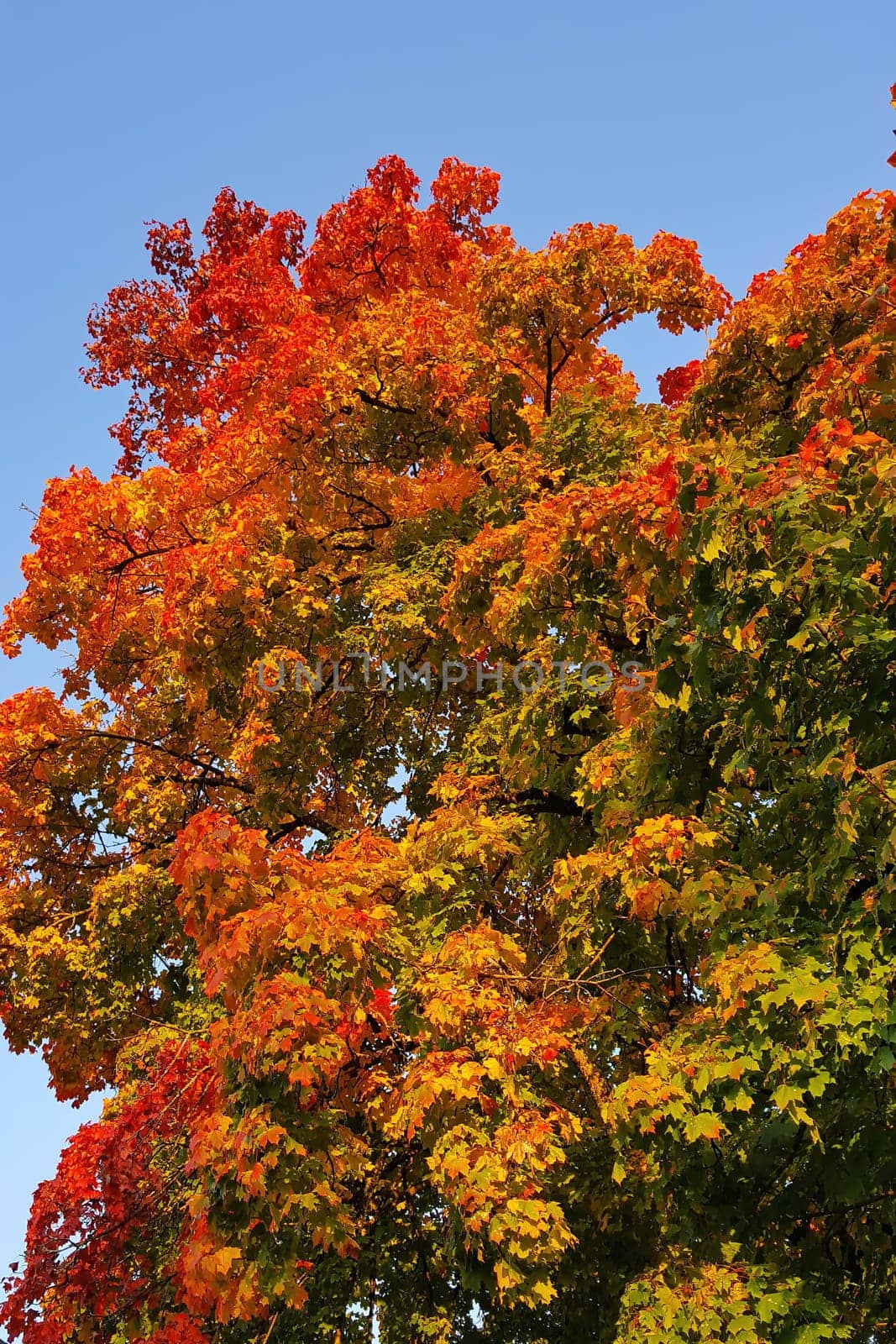Autumn colors as background against blue sky