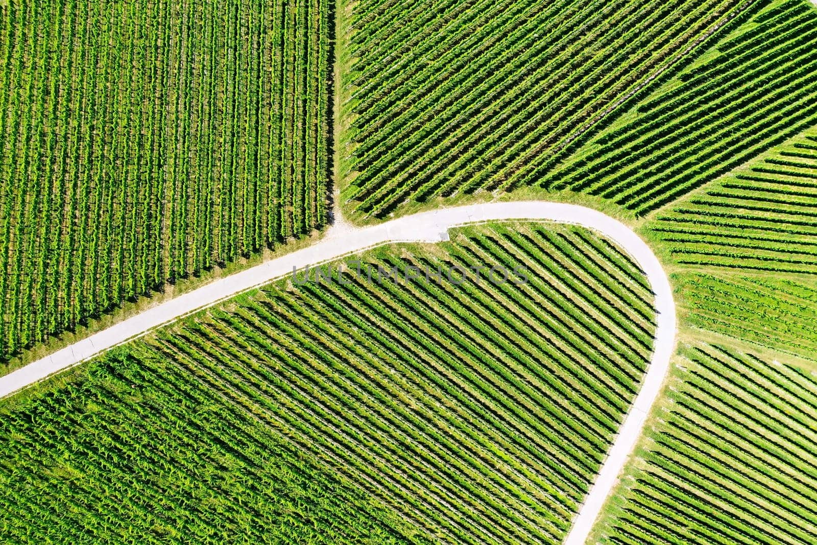 Vineyard from above with paths and roads