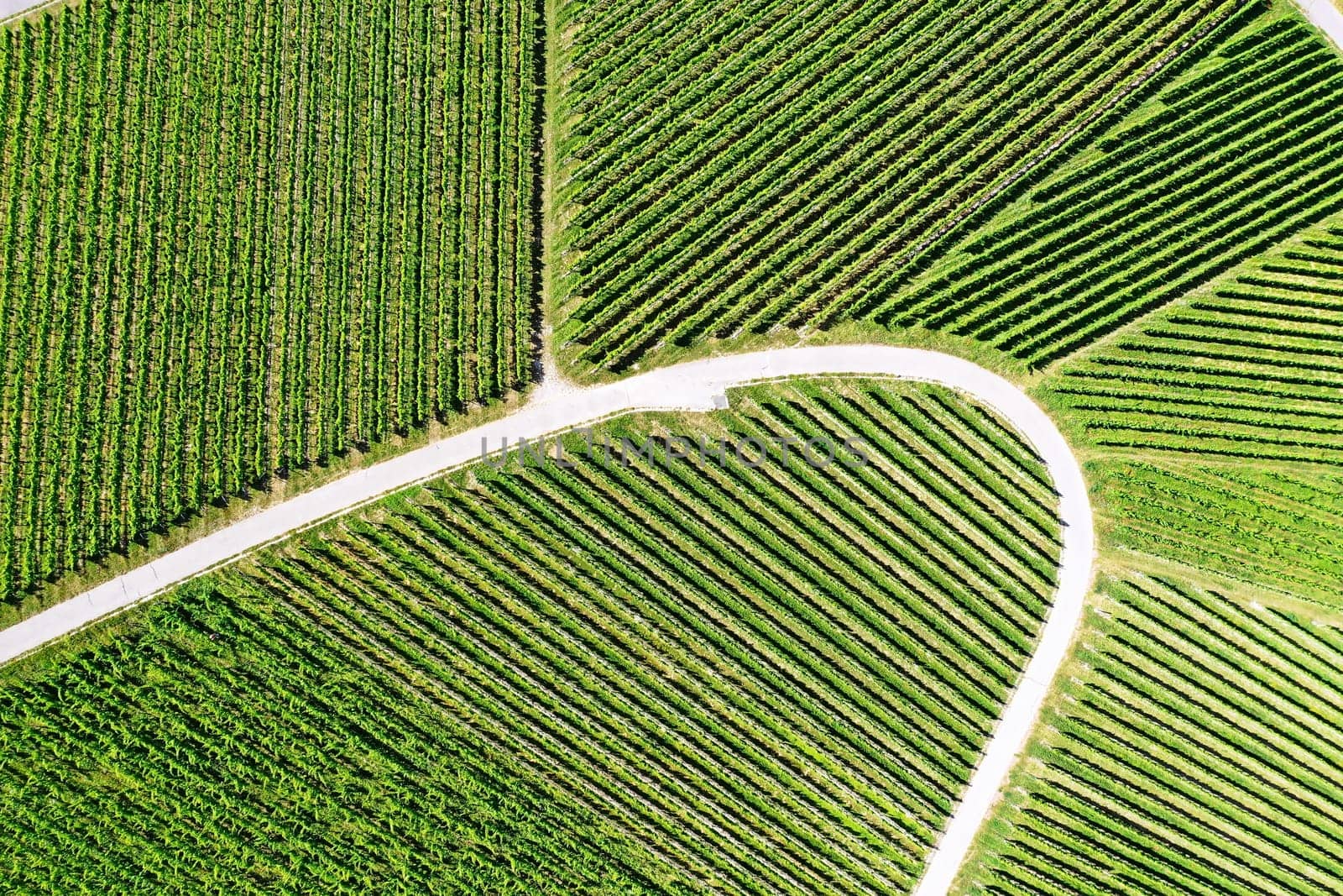Vineyard from above with paths and roads