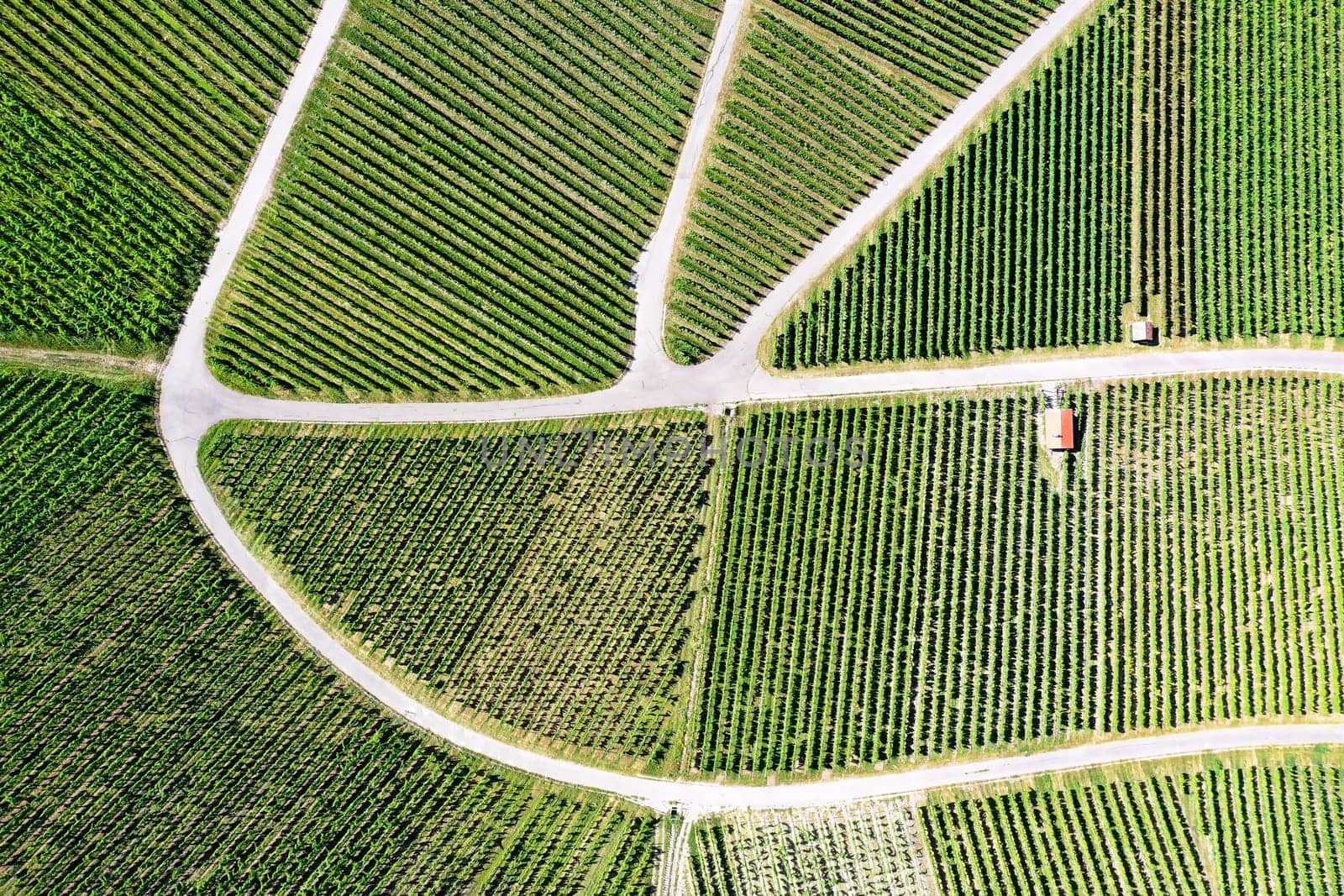 Vineyard from above with paths and roads