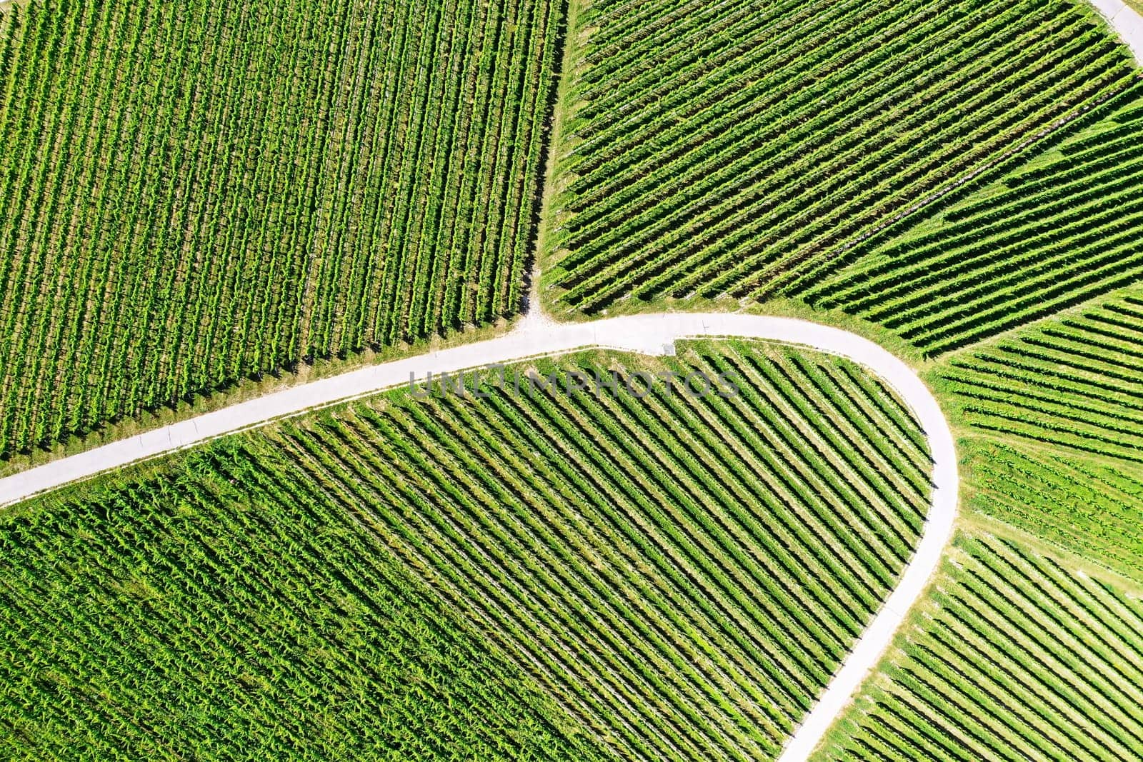 Vineyard from above with paths and roads