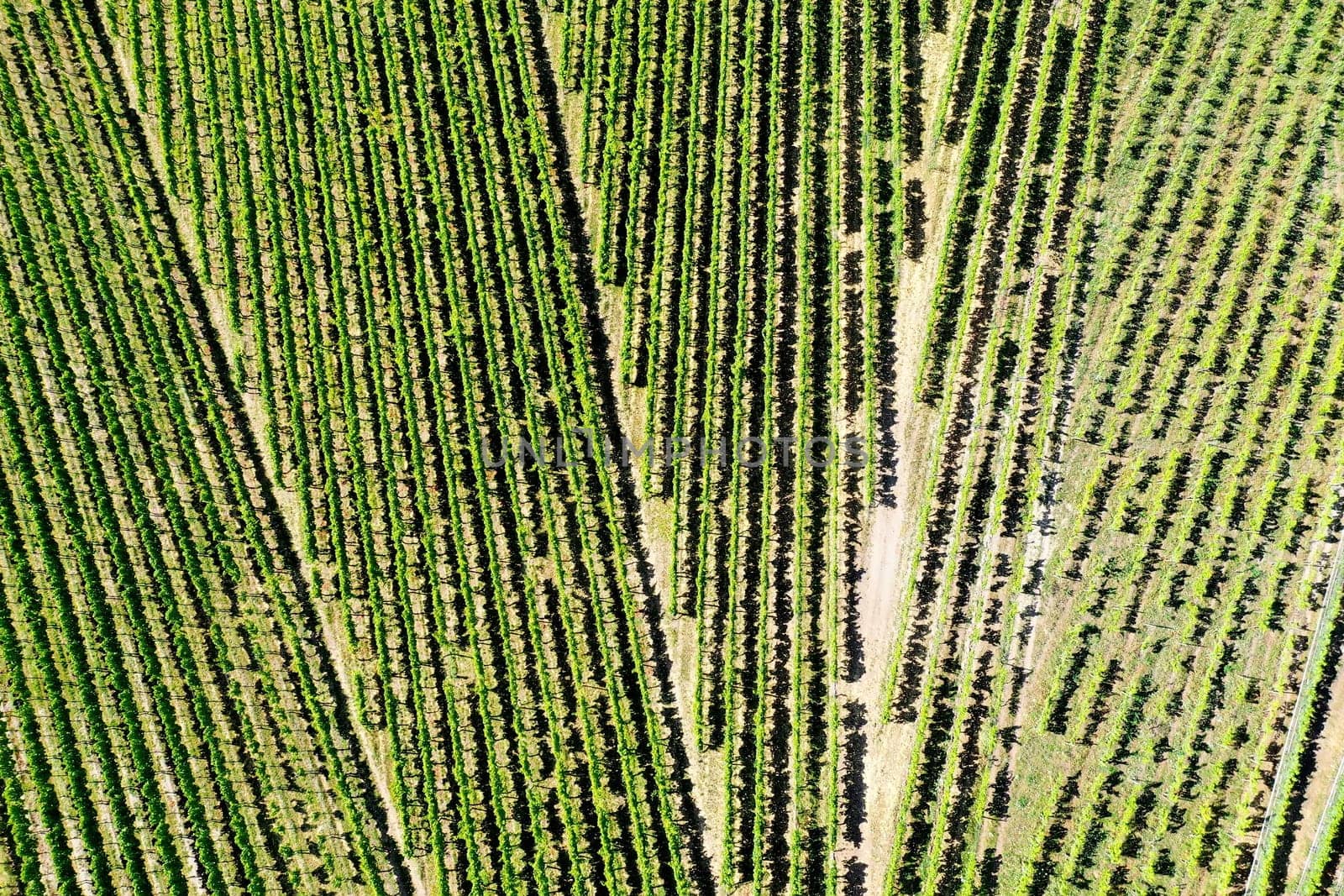 Vineyard from above with paths and roads