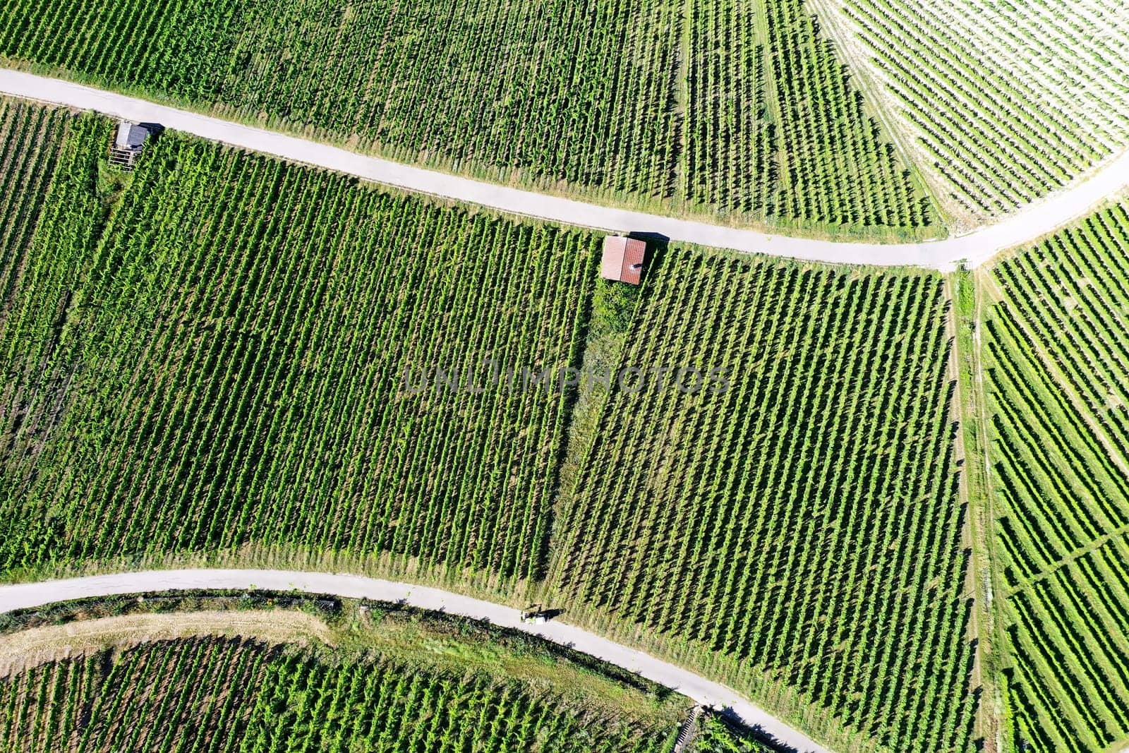 Vineyard from above with paths and roads