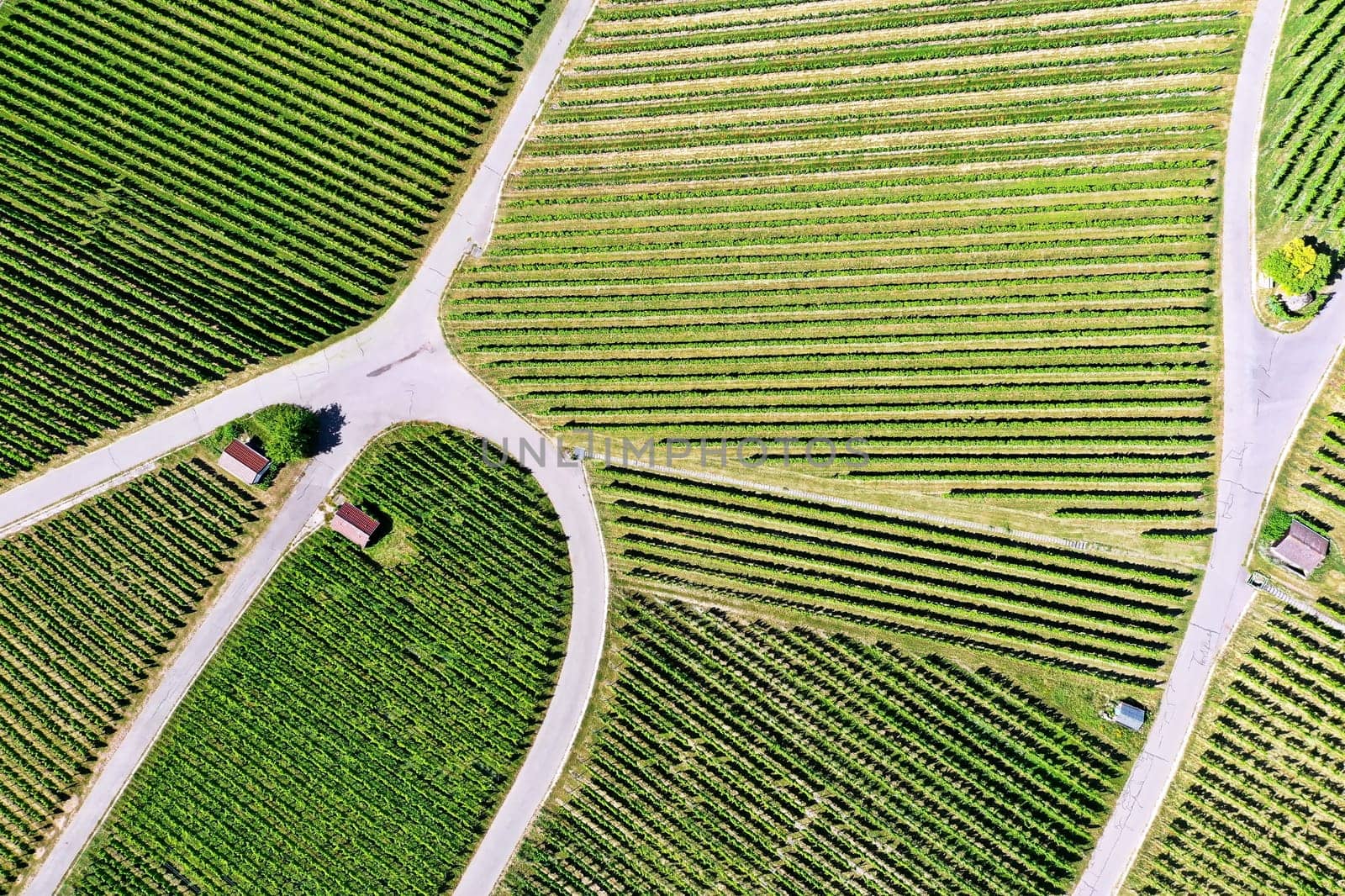 Vineyard from above with paths and roads