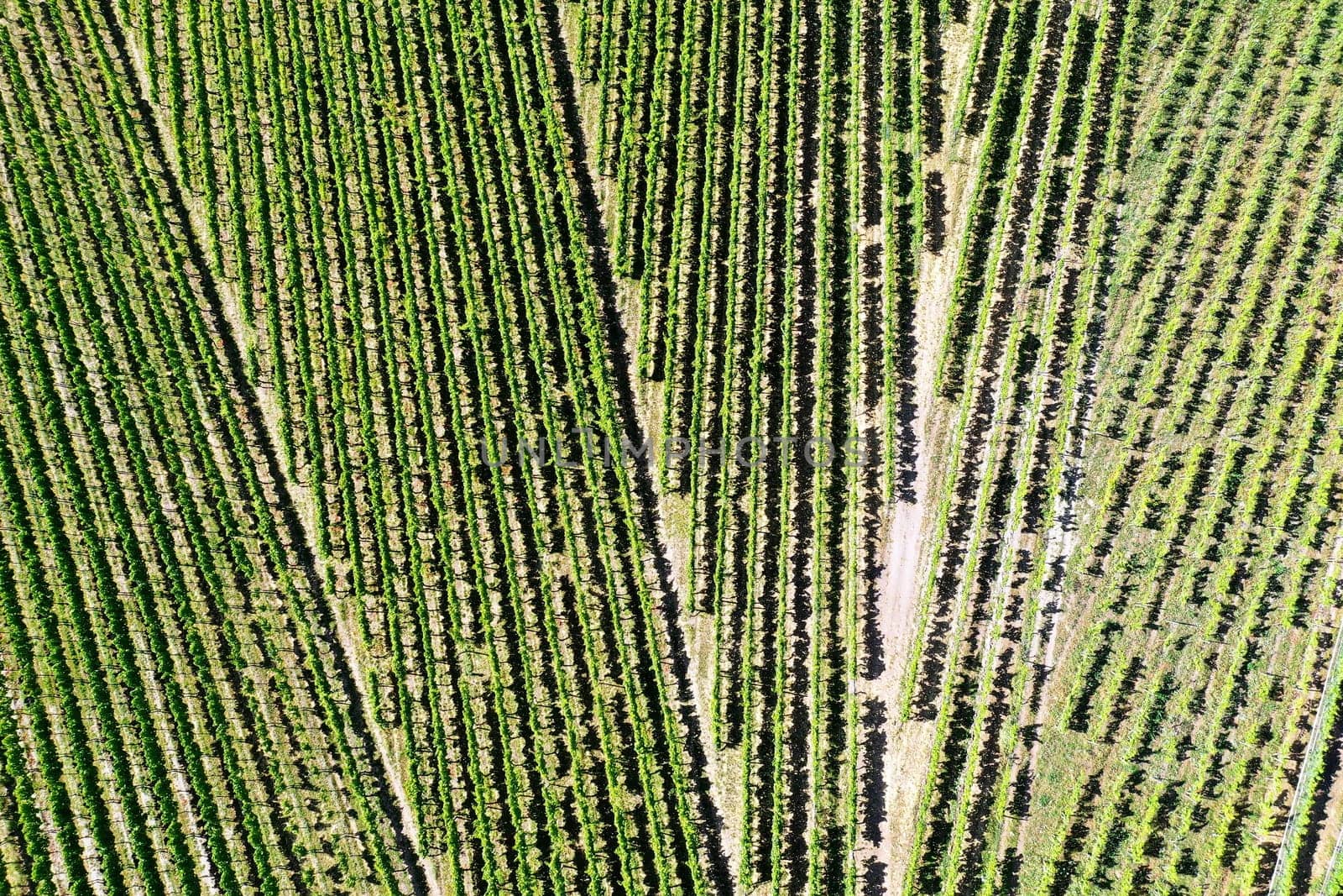 Vineyard from above with paths and roads