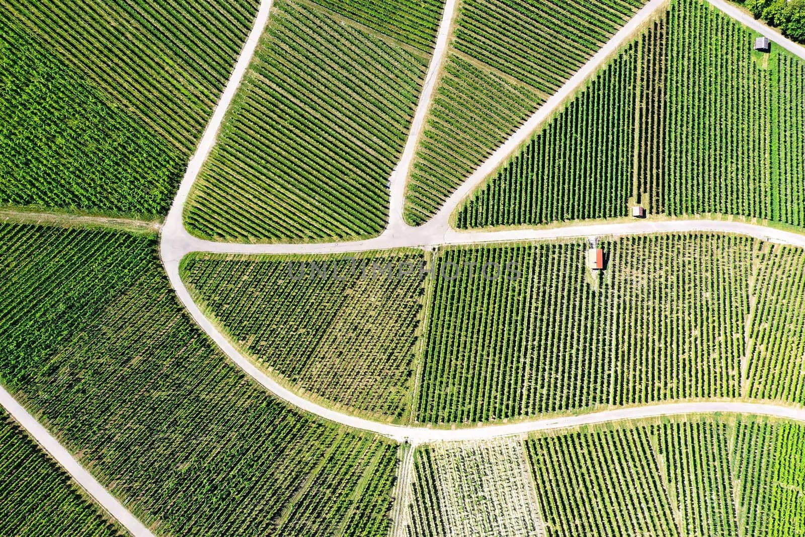 Vineyard from above with paths and roads