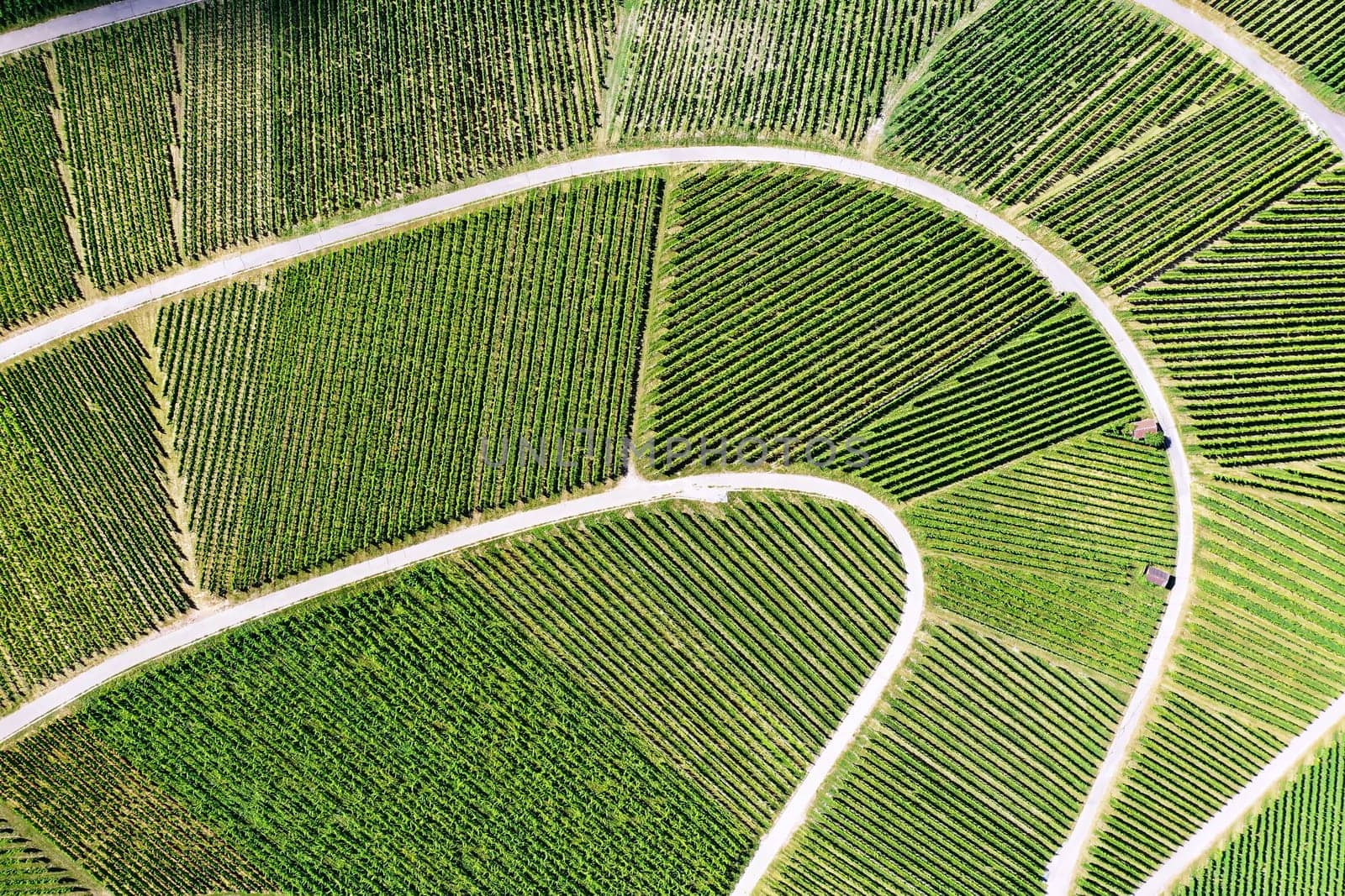 Vineyard from above with paths and roads