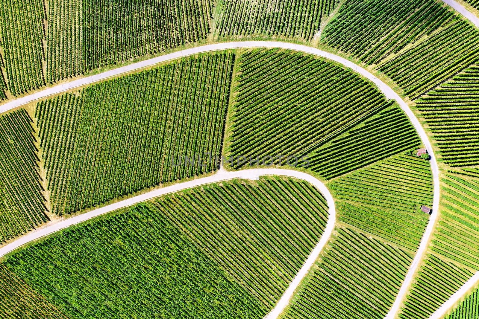 Vineyard from above with paths and roads