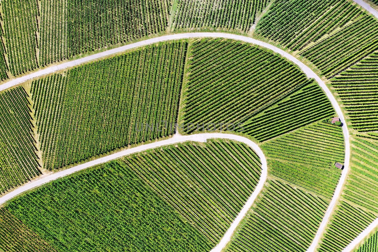 Vineyard from above with paths and roads