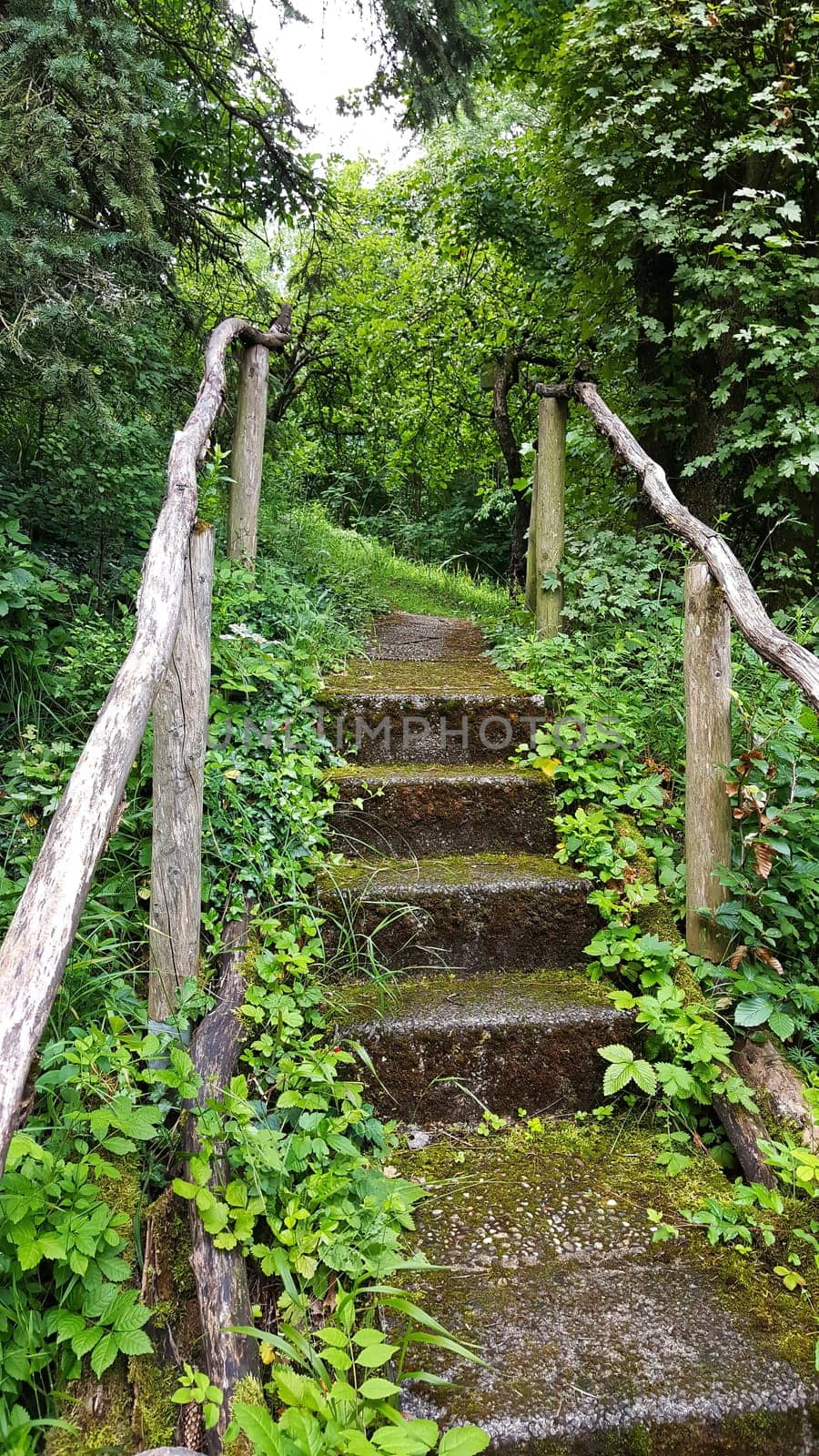 Stairs on the hiking trail through the forest