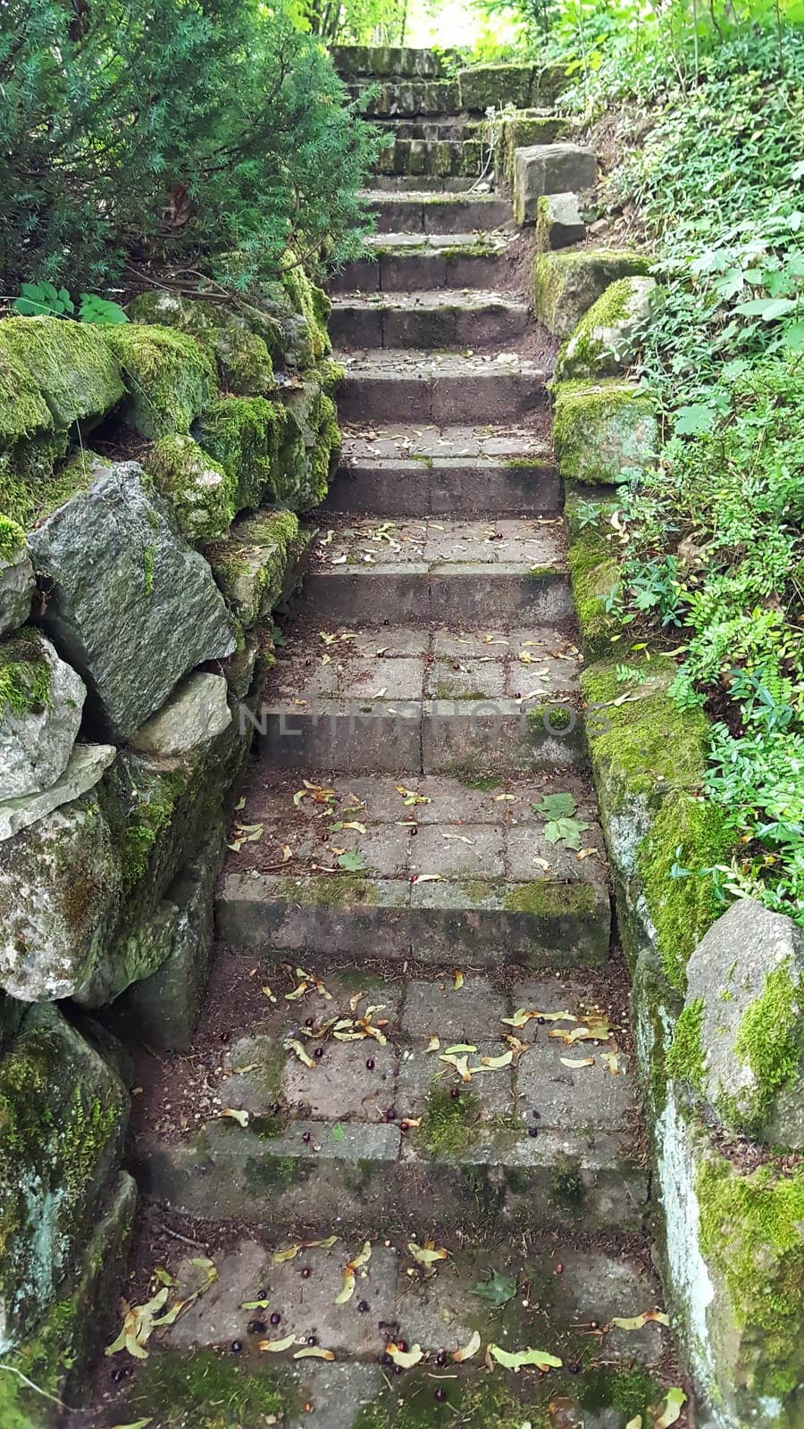Stairs on the hiking trail through the forest