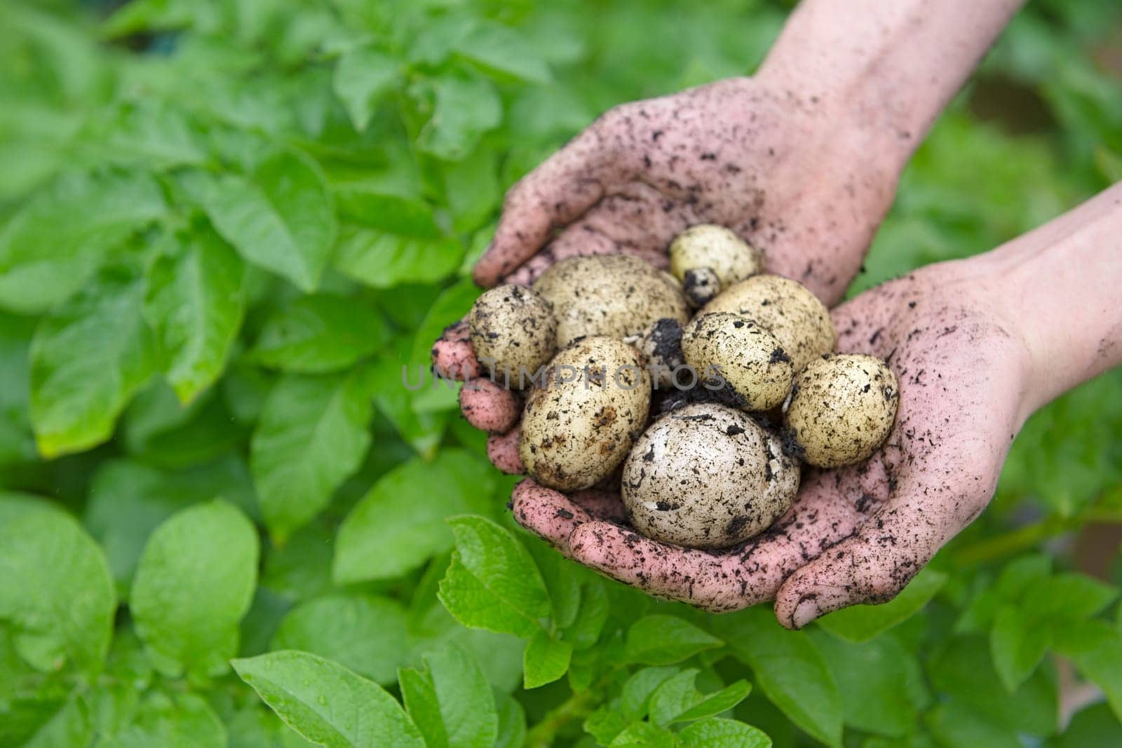 Home grown planted seed potatoes held in a pair of youthful hands in front of the vibrant green leaves of the potato plants. Front view