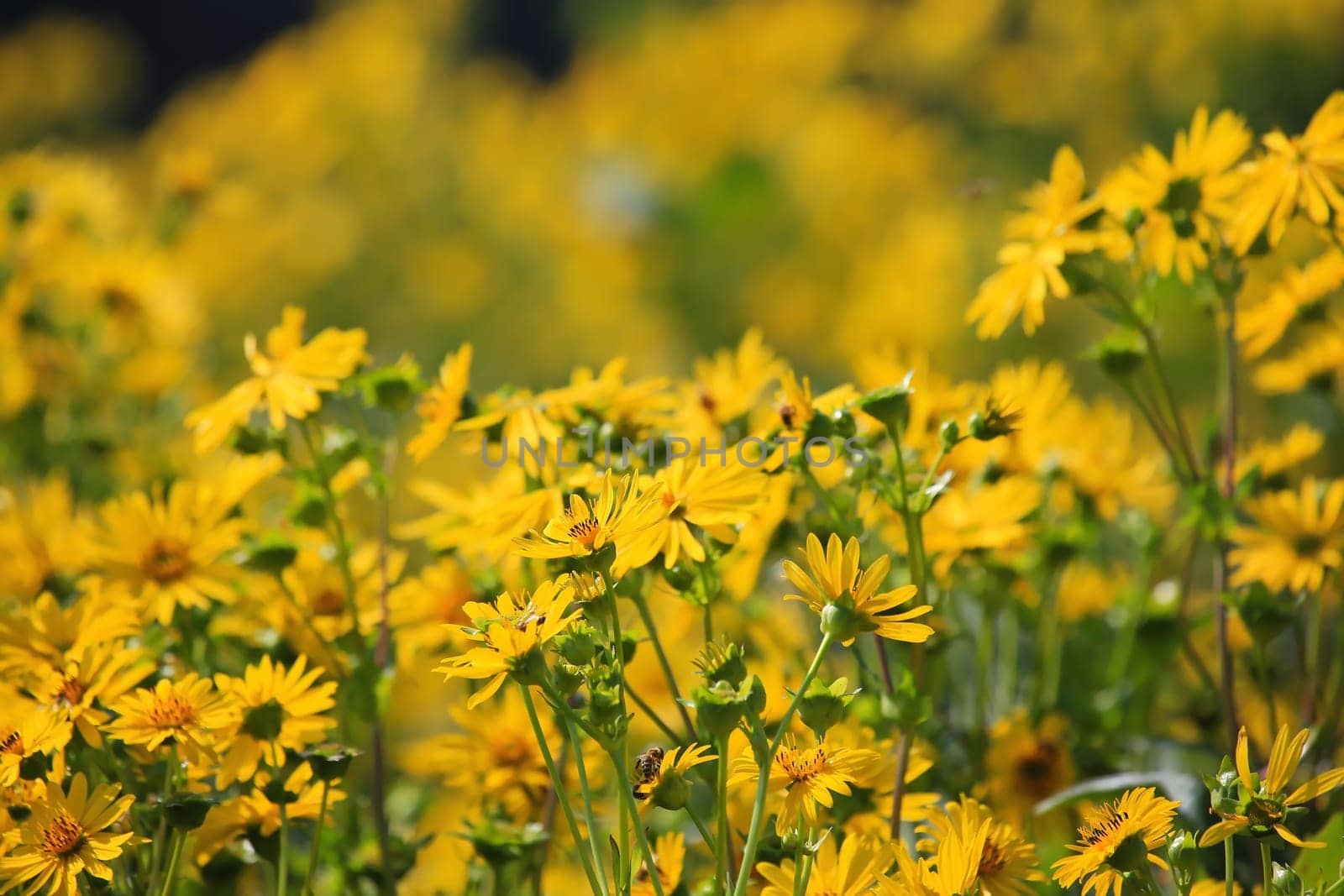 Jerusalem artichoke on the field