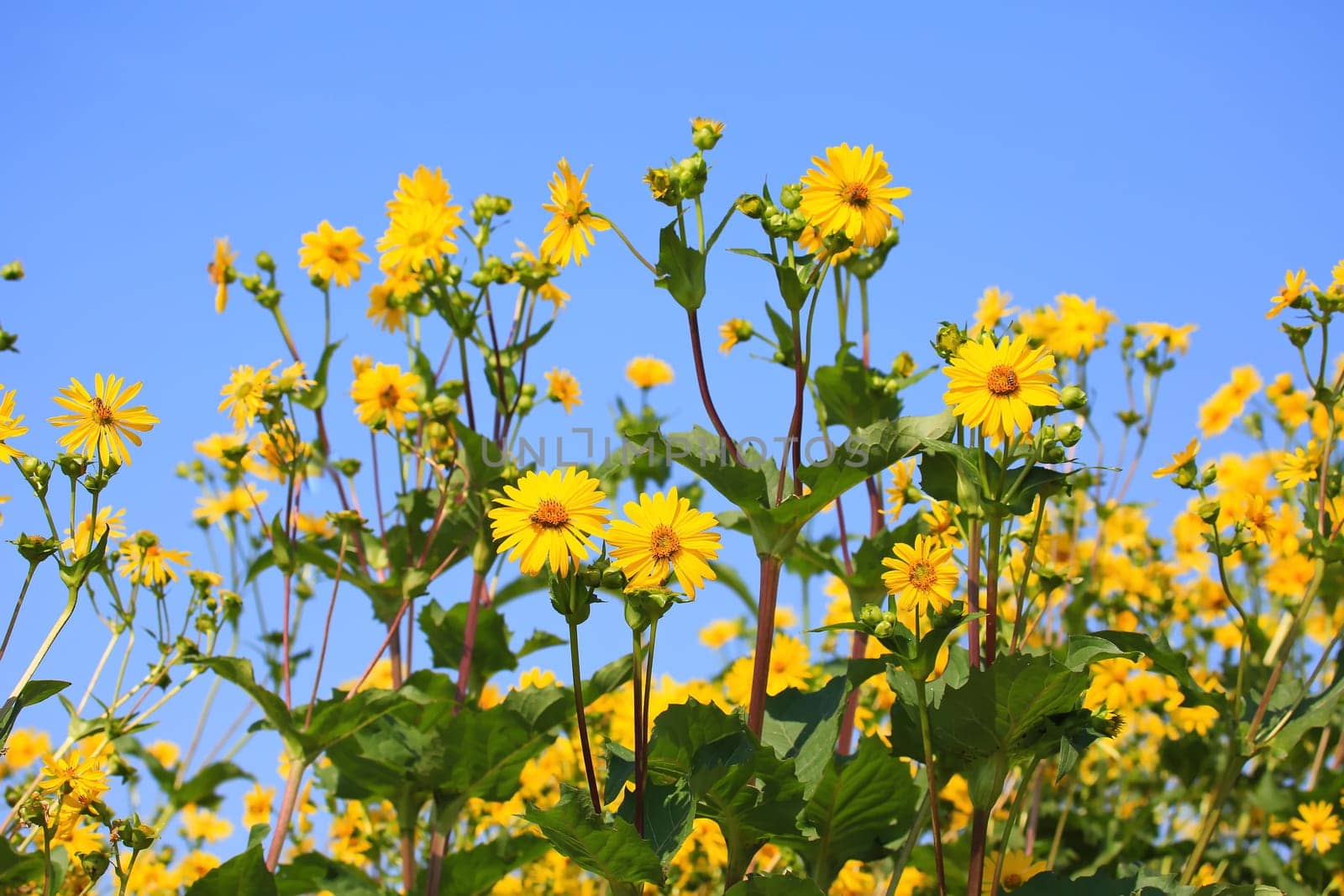 Jerusalem artichoke on the field