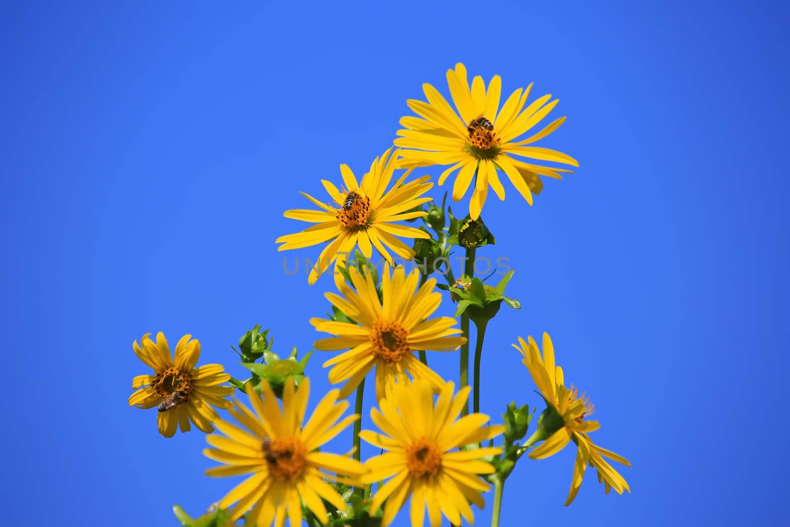 Jerusalem artichoke on the field