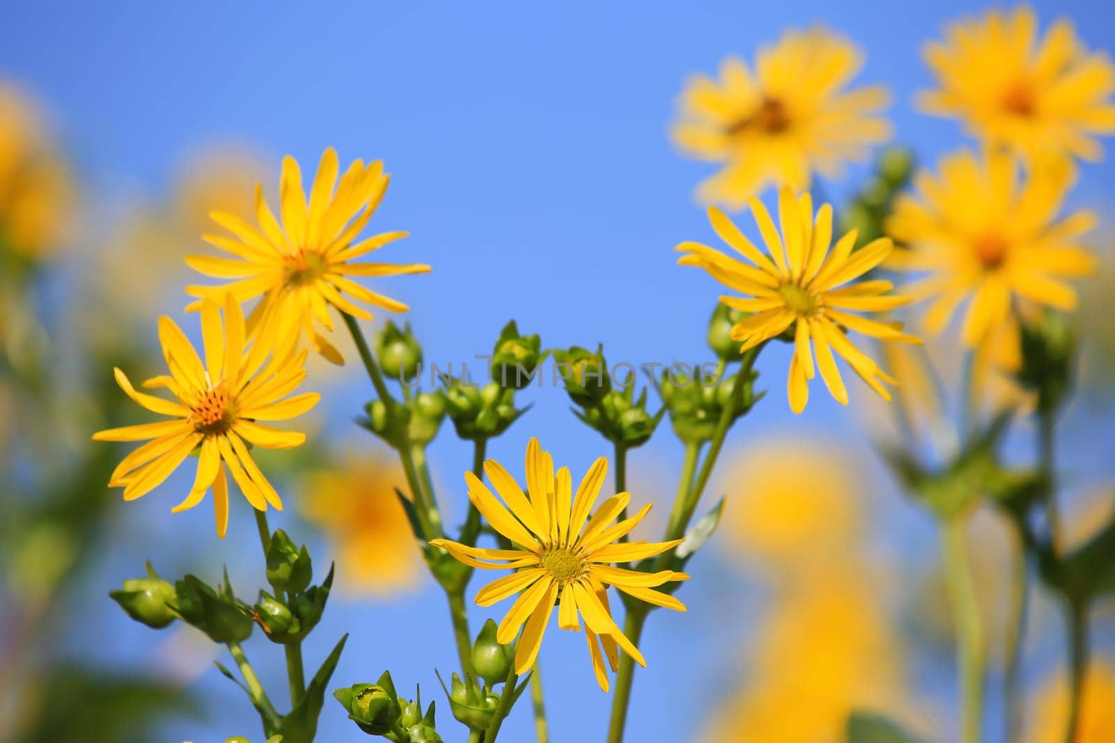 Jerusalem artichoke on the field