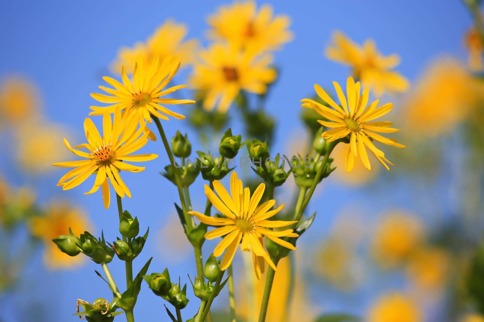 Jerusalem artichoke on the field