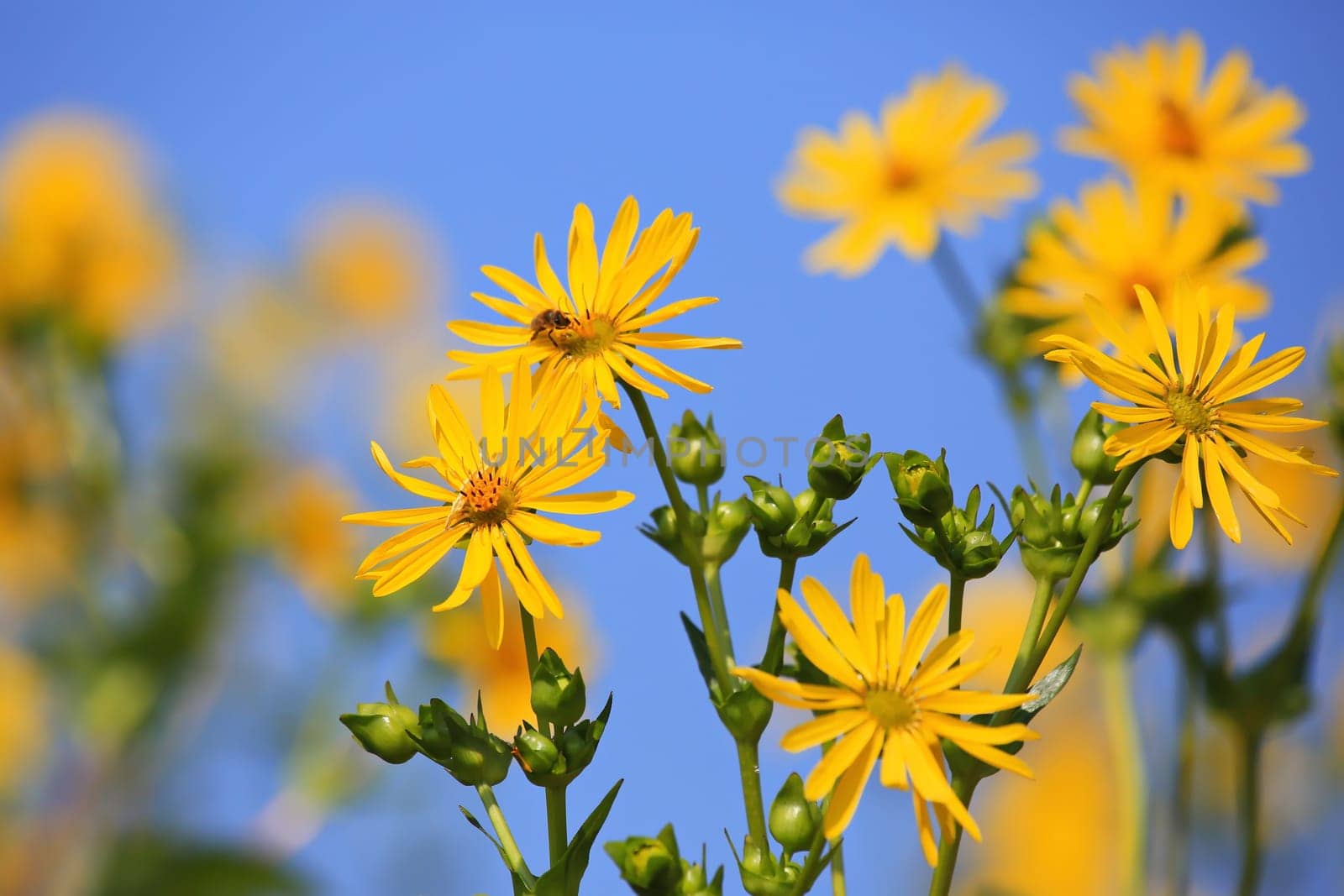 Jerusalem artichoke on the field