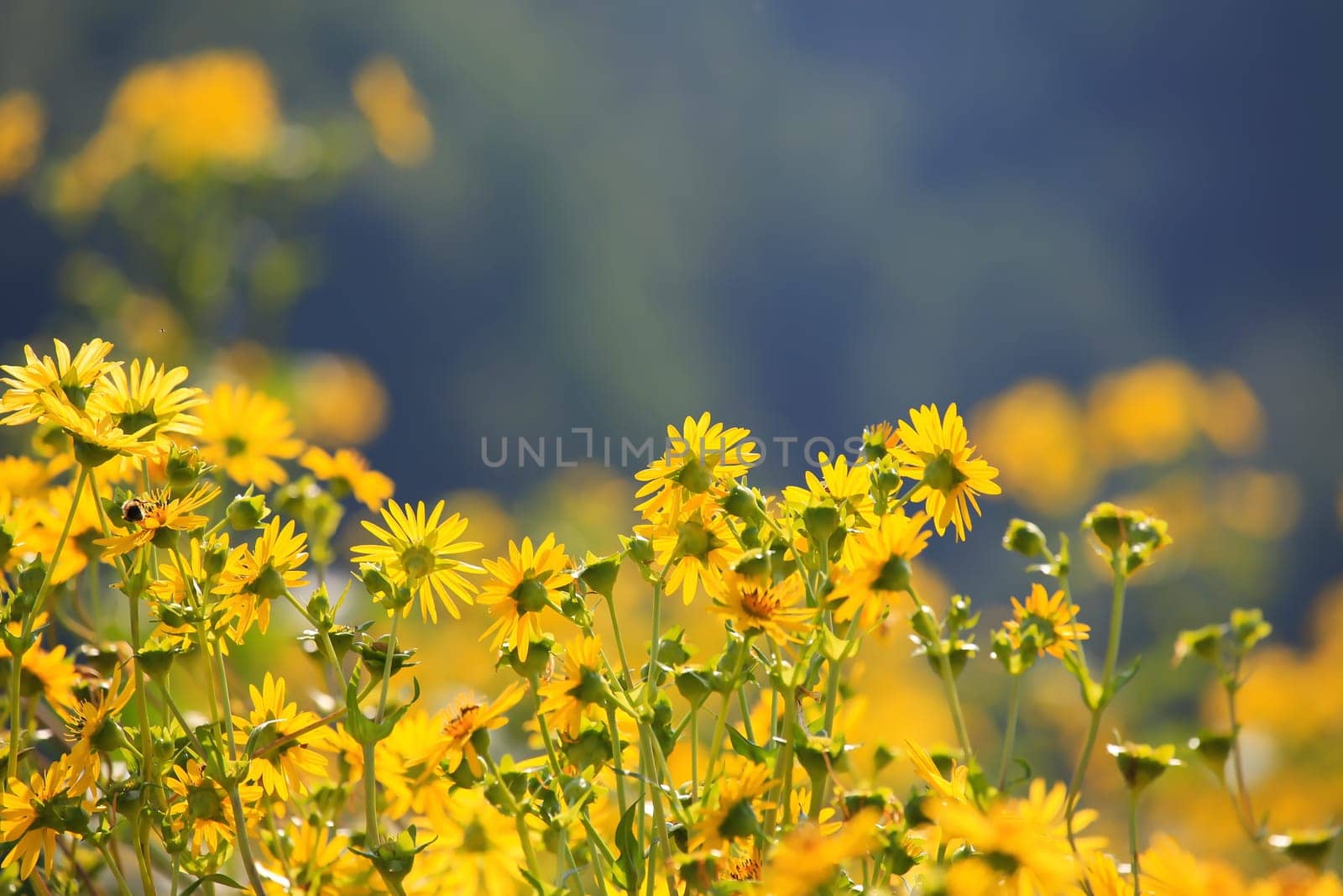 Jerusalem artichoke on the field