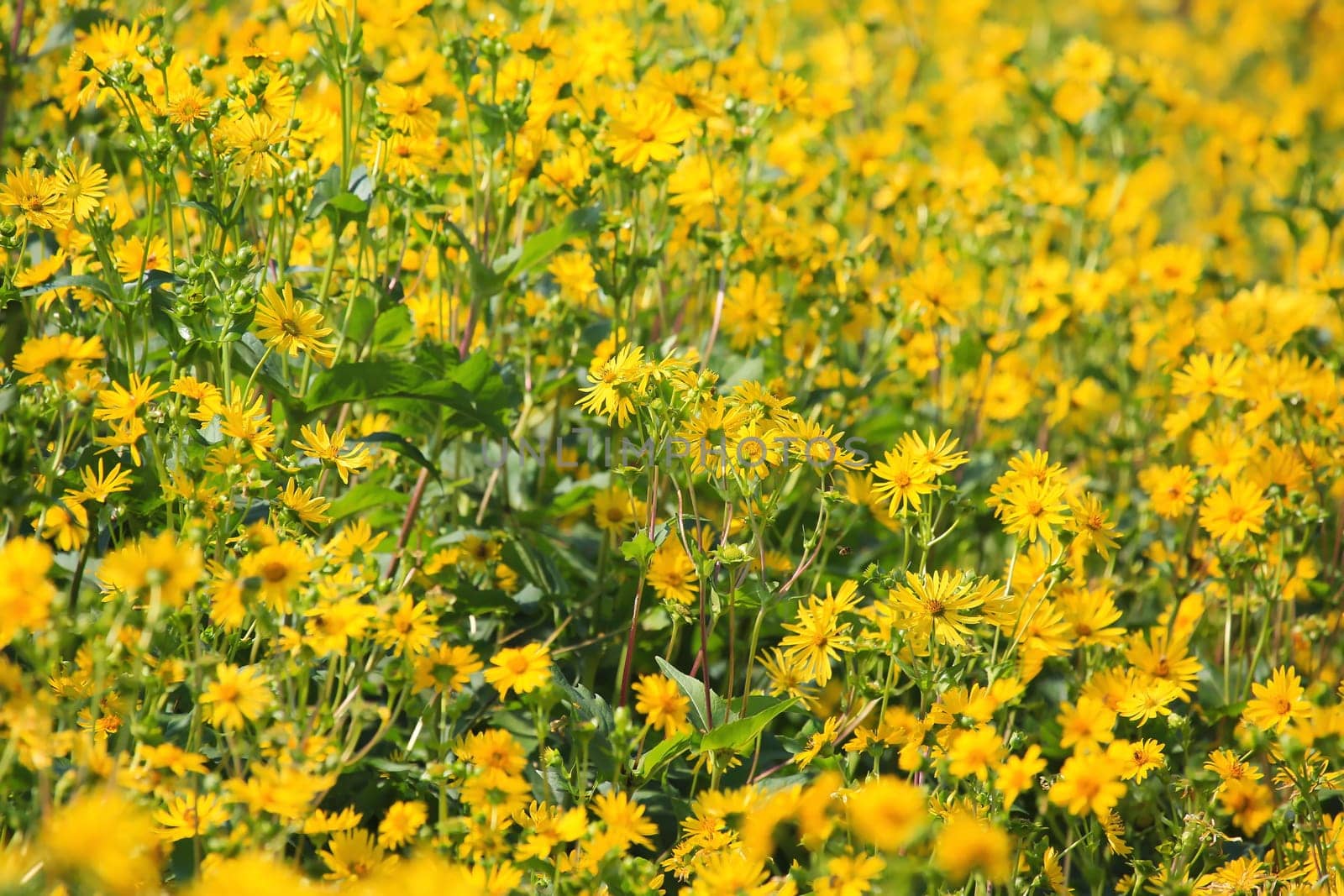 Jerusalem artichoke on the field