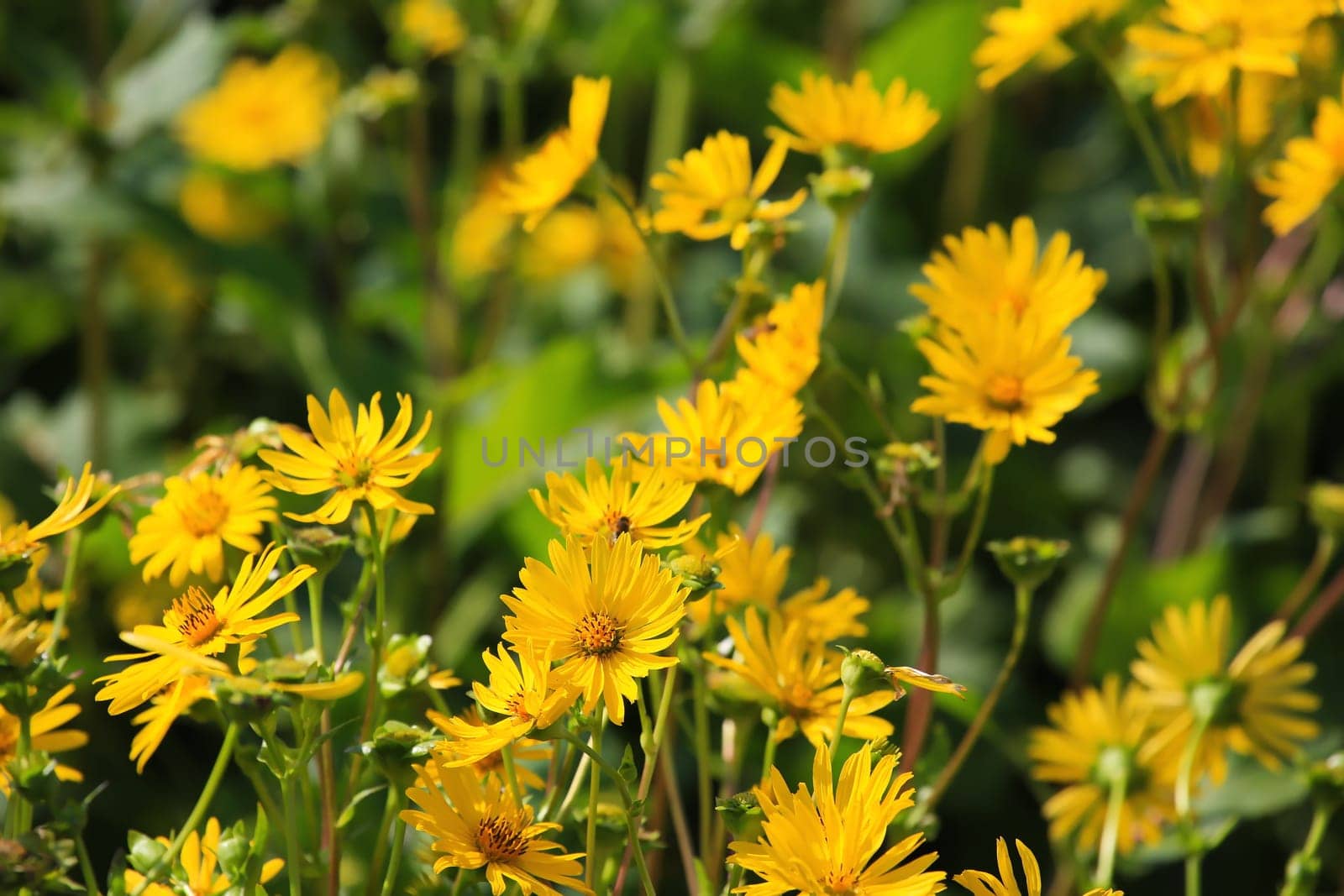 Jerusalem artichoke on the field