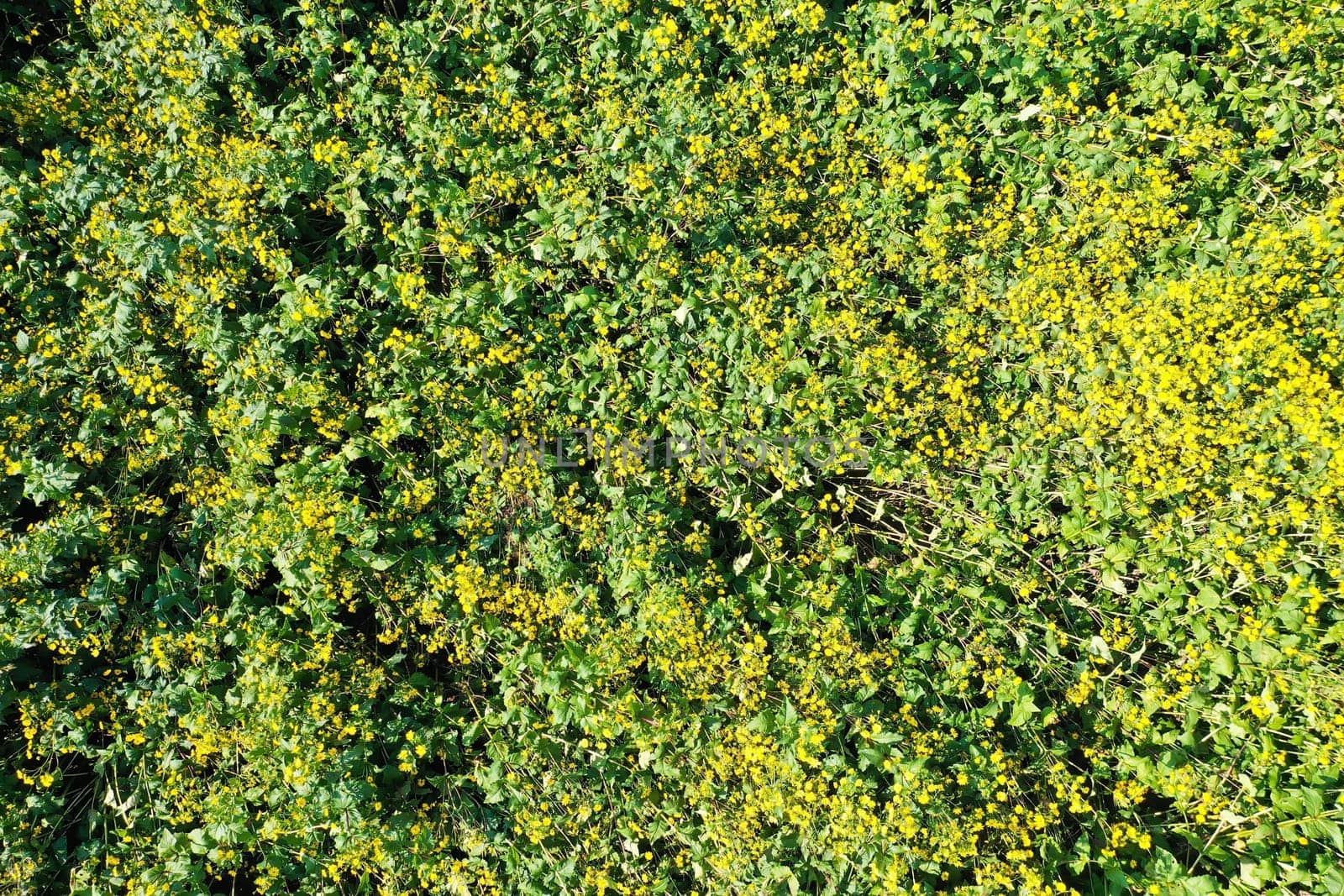 Jerusalem artichoke on the field