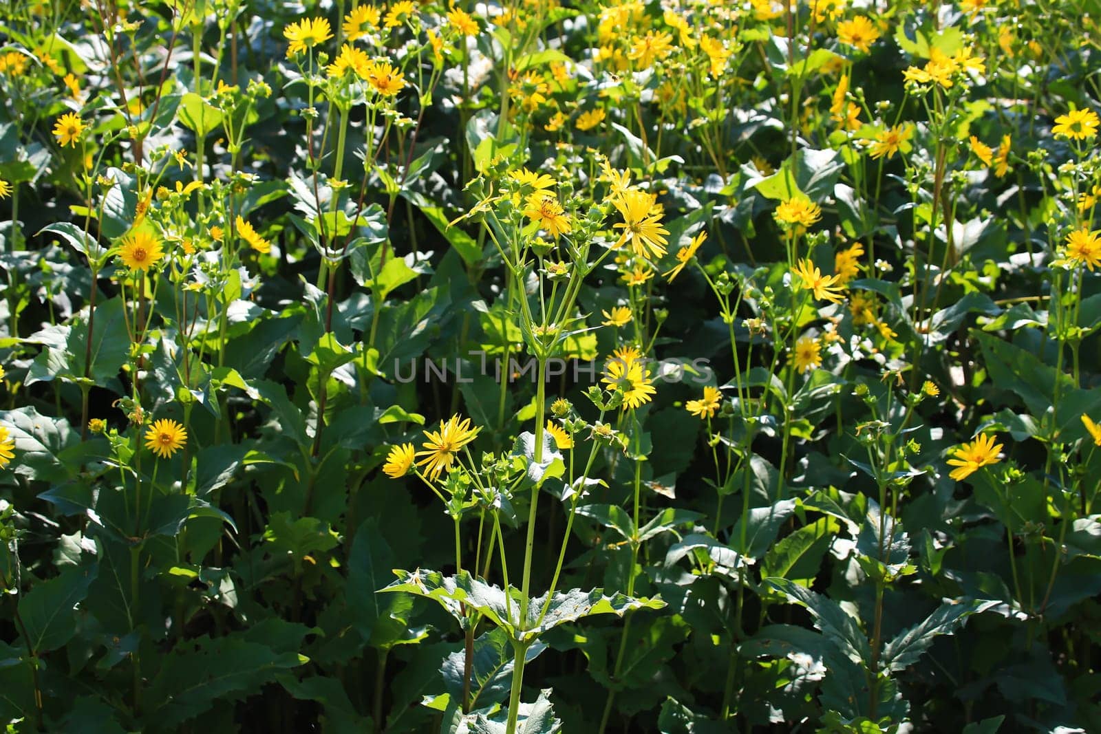Jerusalem artichoke on the field
