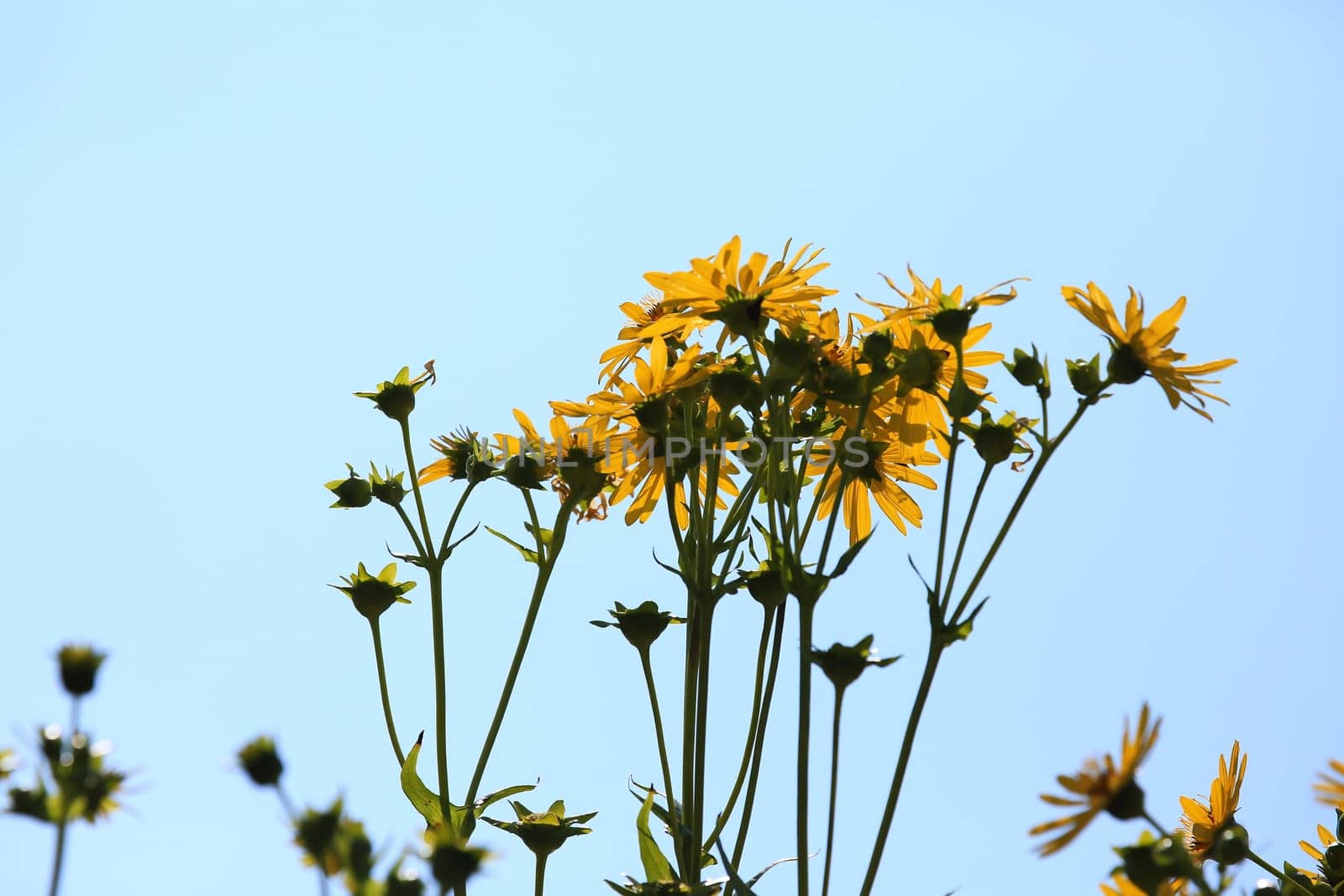 Jerusalem artichoke on the field