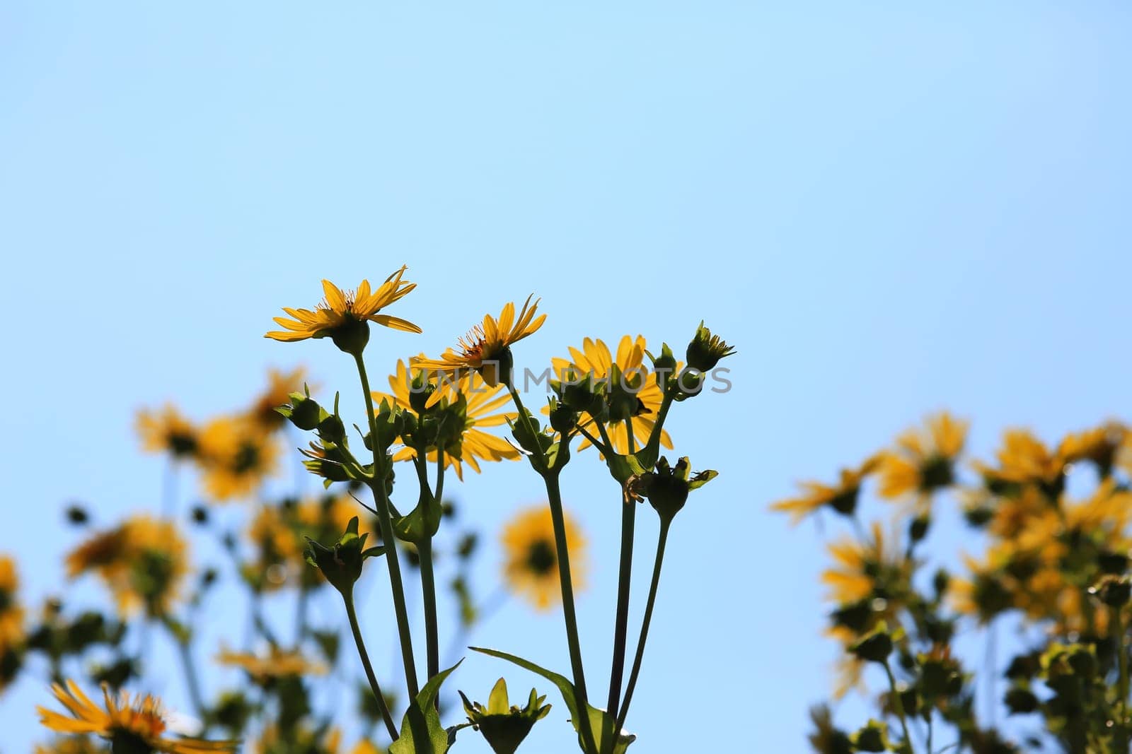 Jerusalem artichoke on the field