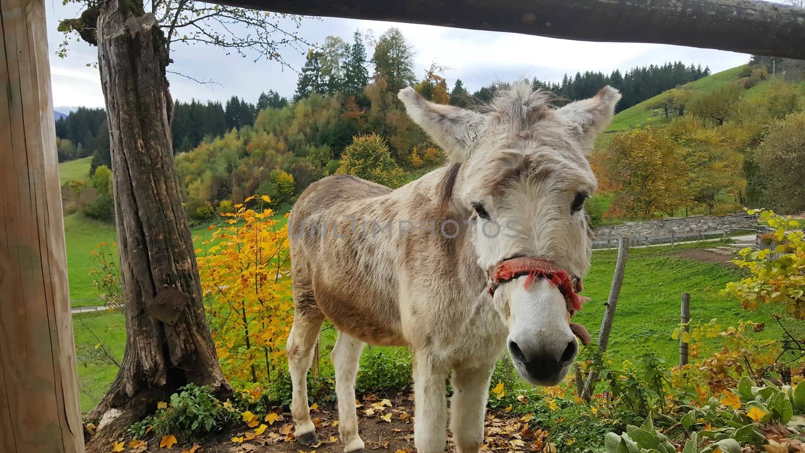 A donkey with a true-hearted look