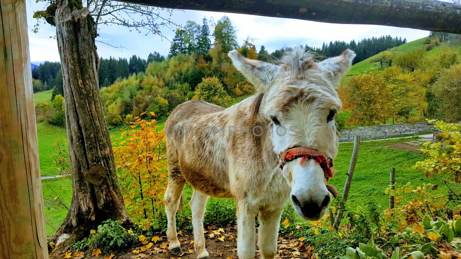 A donkey with a true-hearted look
