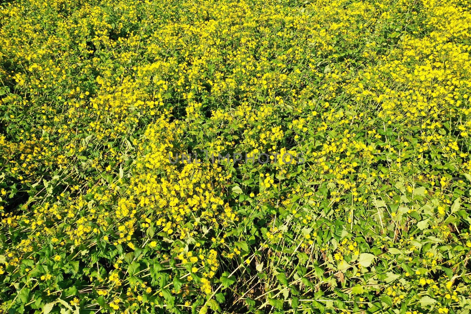 Jerusalem artichoke on the field