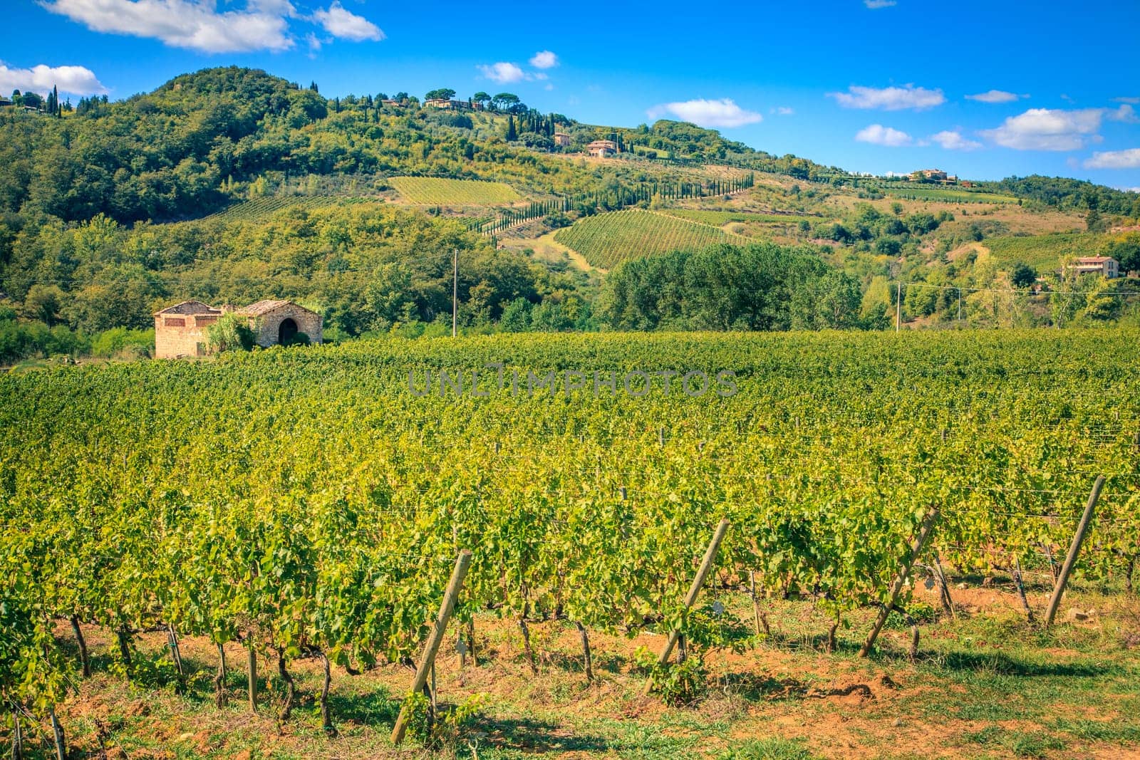 Rows of harvested grape vines in a vineyard in Tuscany, Italy o