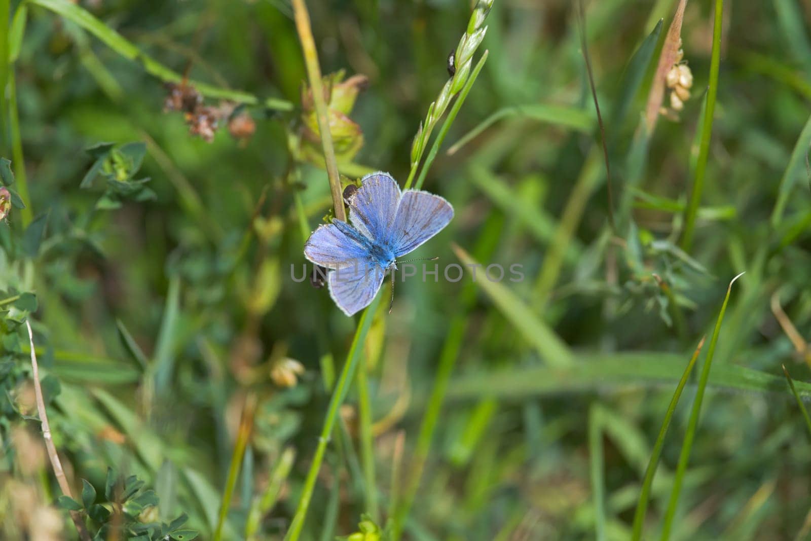 5 - Common blue butterfly looks to the lower right, back view with wings spread. Plenty of copy space over the green meadow background texture.