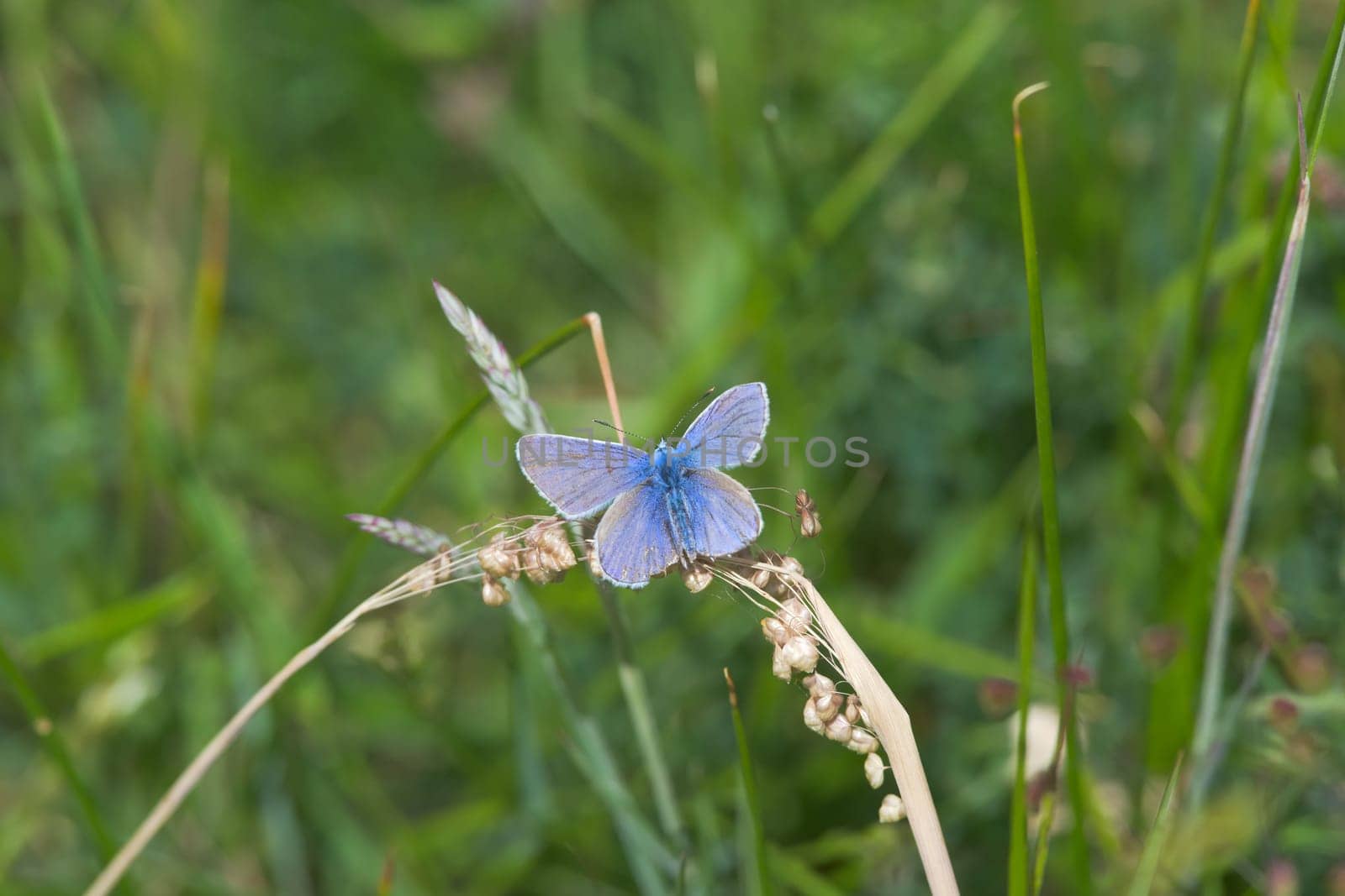 4 - The spread wings of the common blue butterfly. Perched on a dried out piece of grass during the hot summer weather. Overhead view.