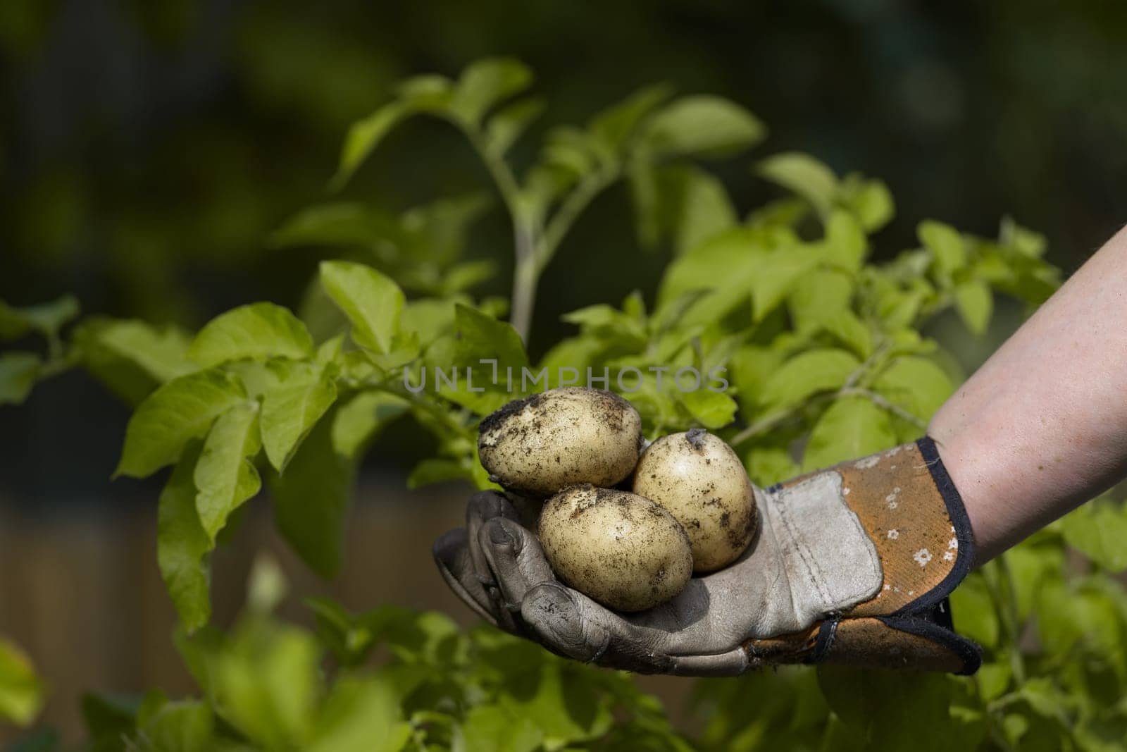 Copy space above a garden gloved hand holding 3 freshly picked white potatoes. Yellow leaves of potato plant as background.