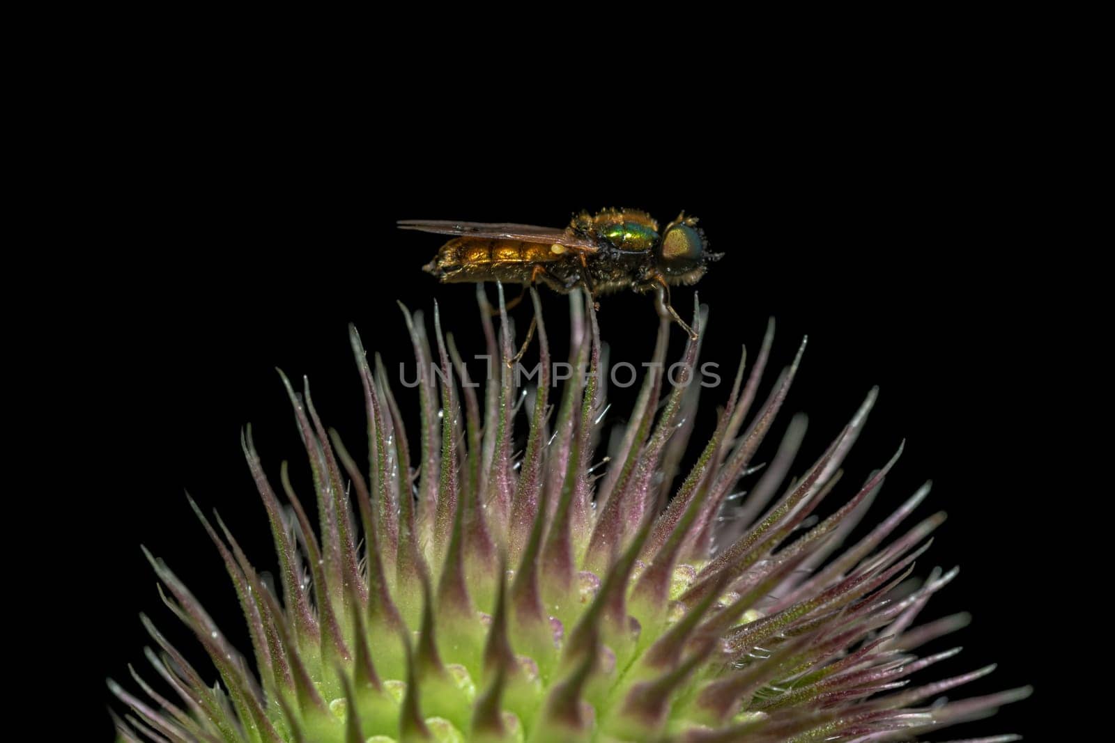 Small brightly colored iridescent fly sits on the spines of a thistle blossom against a black background