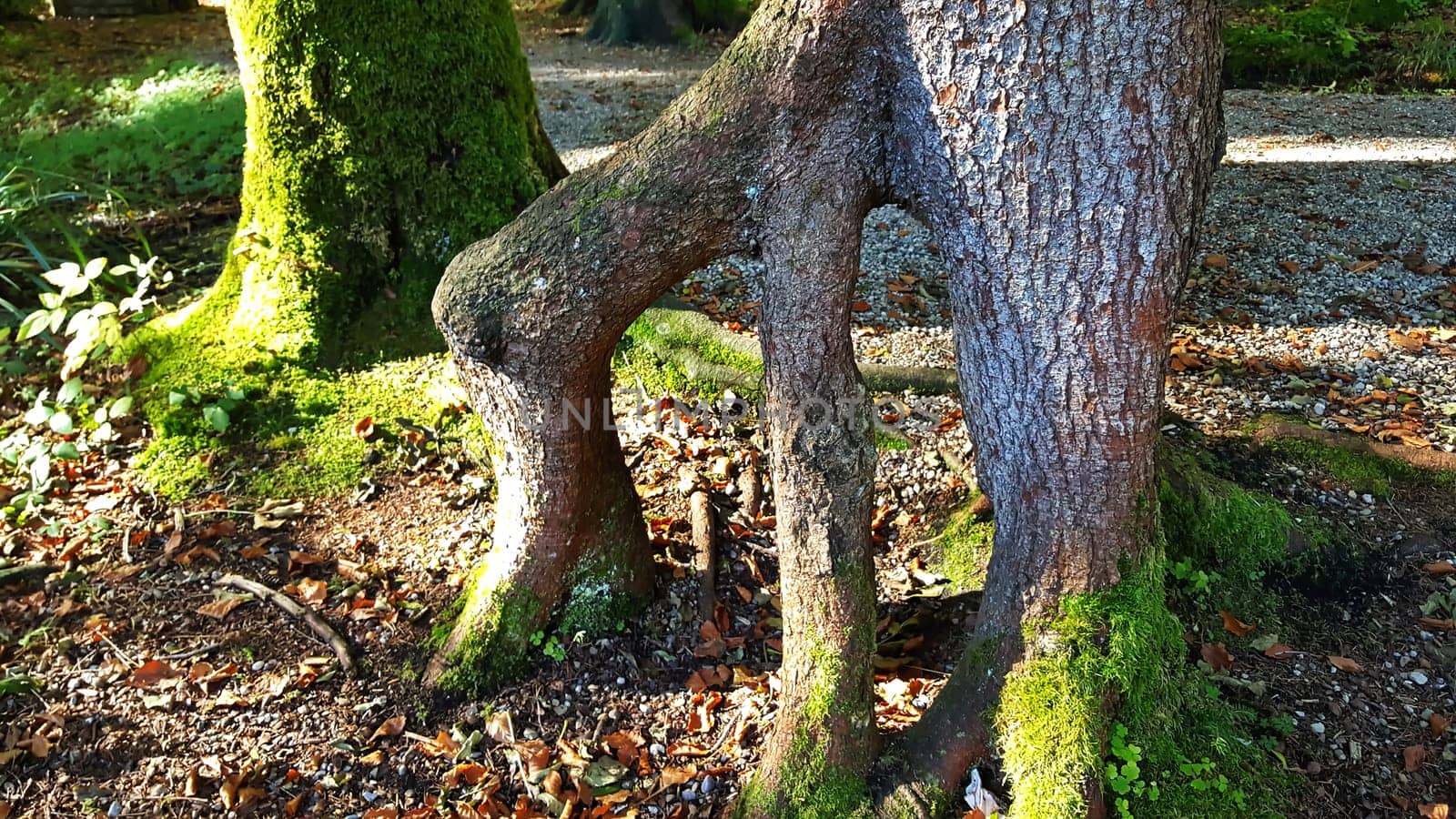 branched tree root in the forest