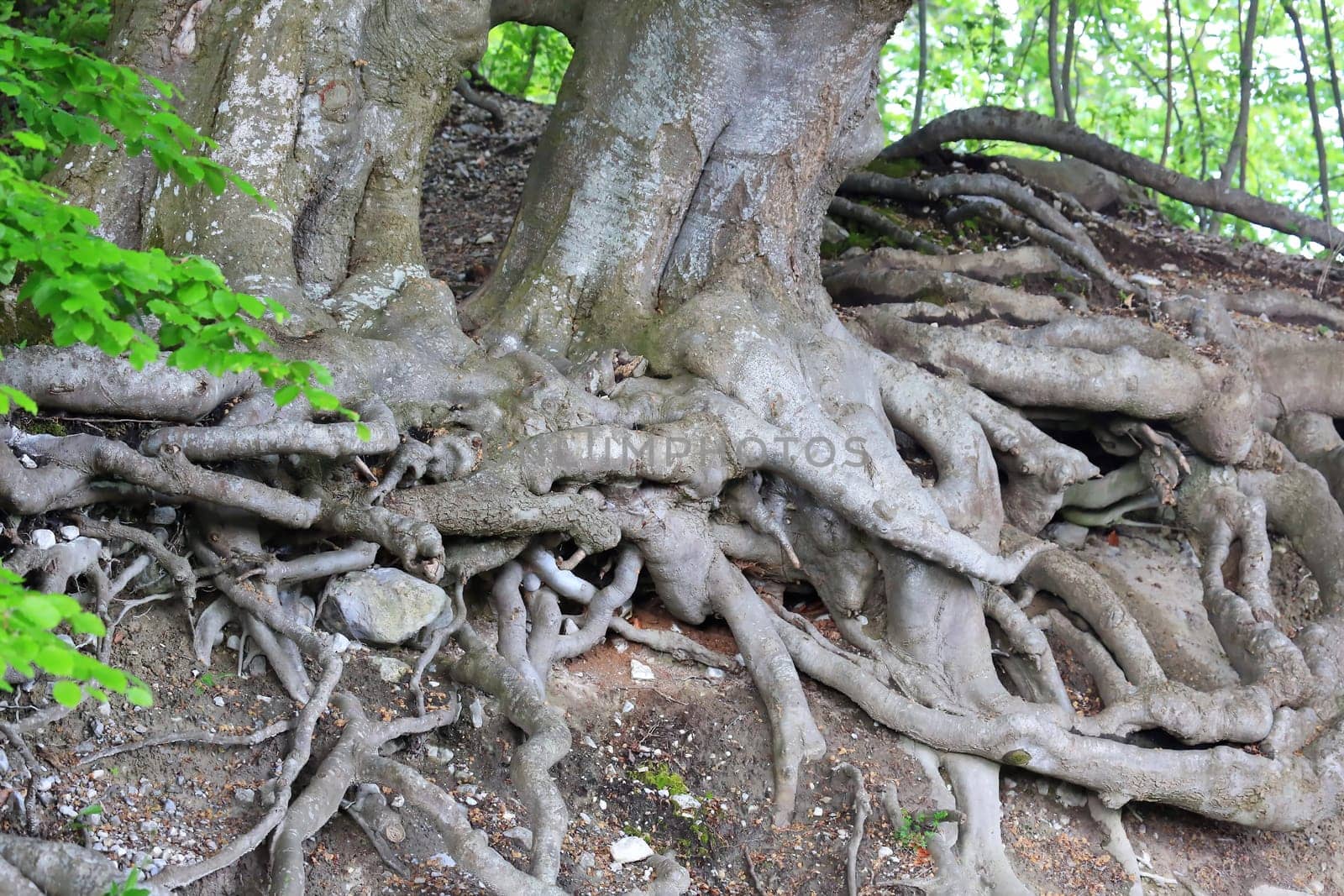 branched tree root in the forest