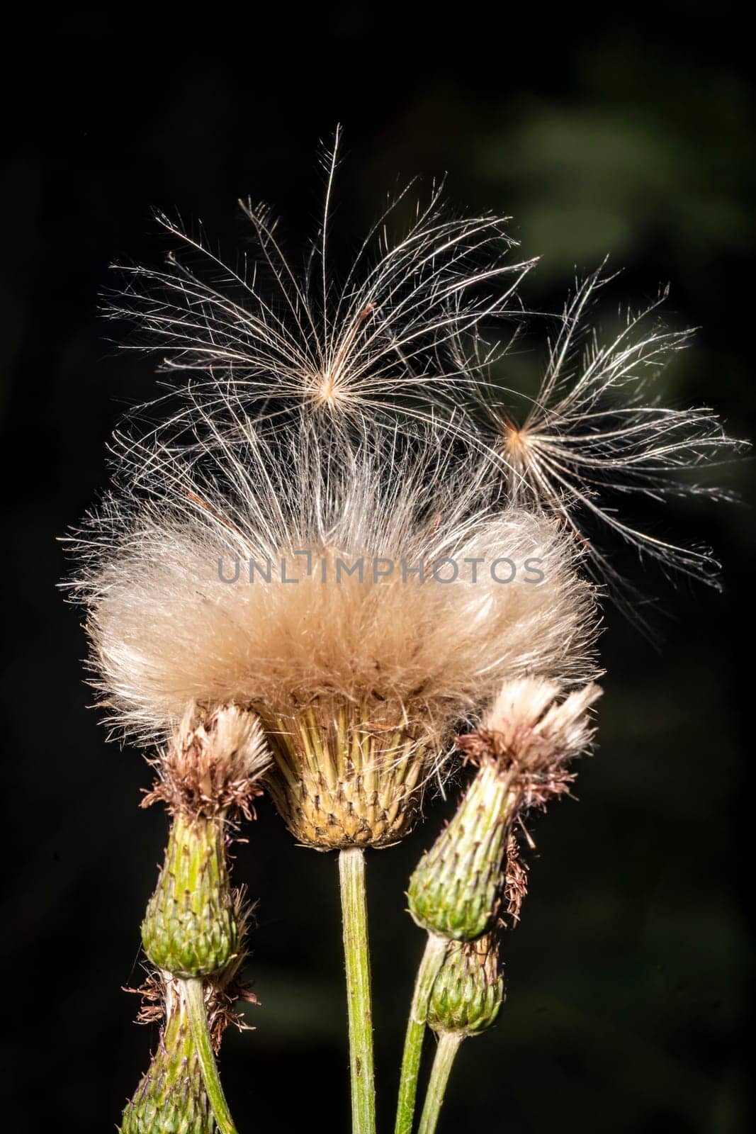 Meadow goat seeds in closed flower against a black background