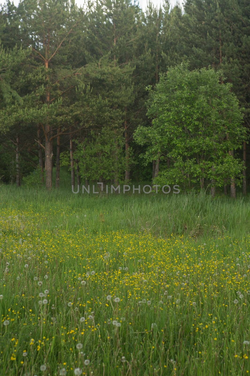 Summer green forest before a thunderstorm cloudy day.