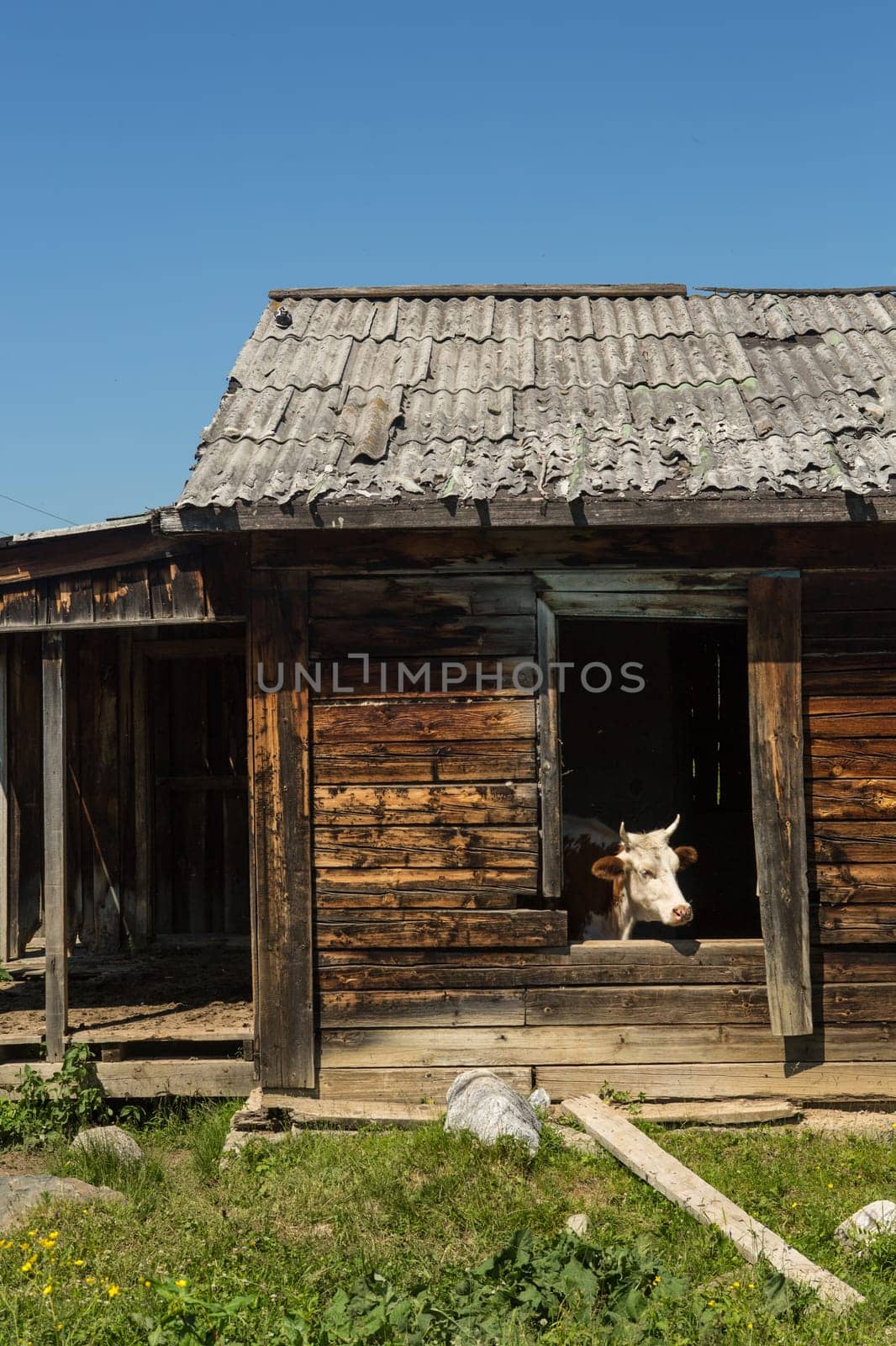 Cows escape the heat in an old abandoned wooden house.