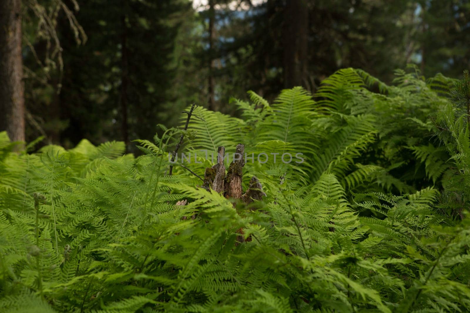 Beautiful ferns leaves green foliage nature. Floral fern background. Ferns leaves green foliage. Tropical leaf. Exotic forest plant. Botany concept. Ferns jungles.